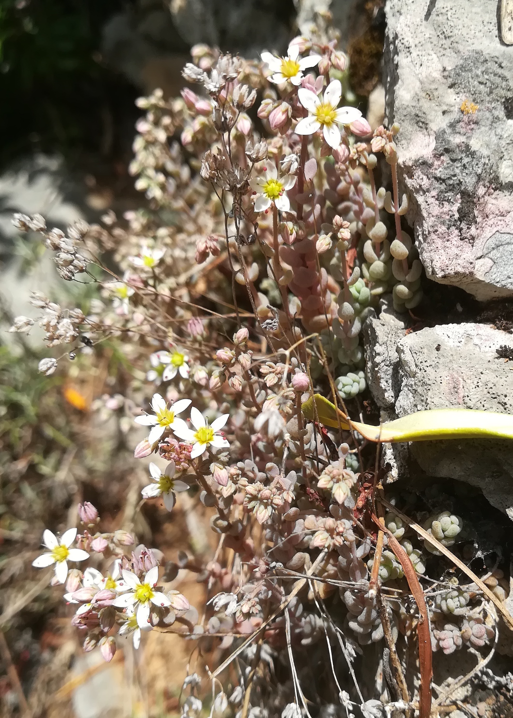 sedum dasyphyllum travers d'augier mediterran frankreich_20220526_124840.jpg