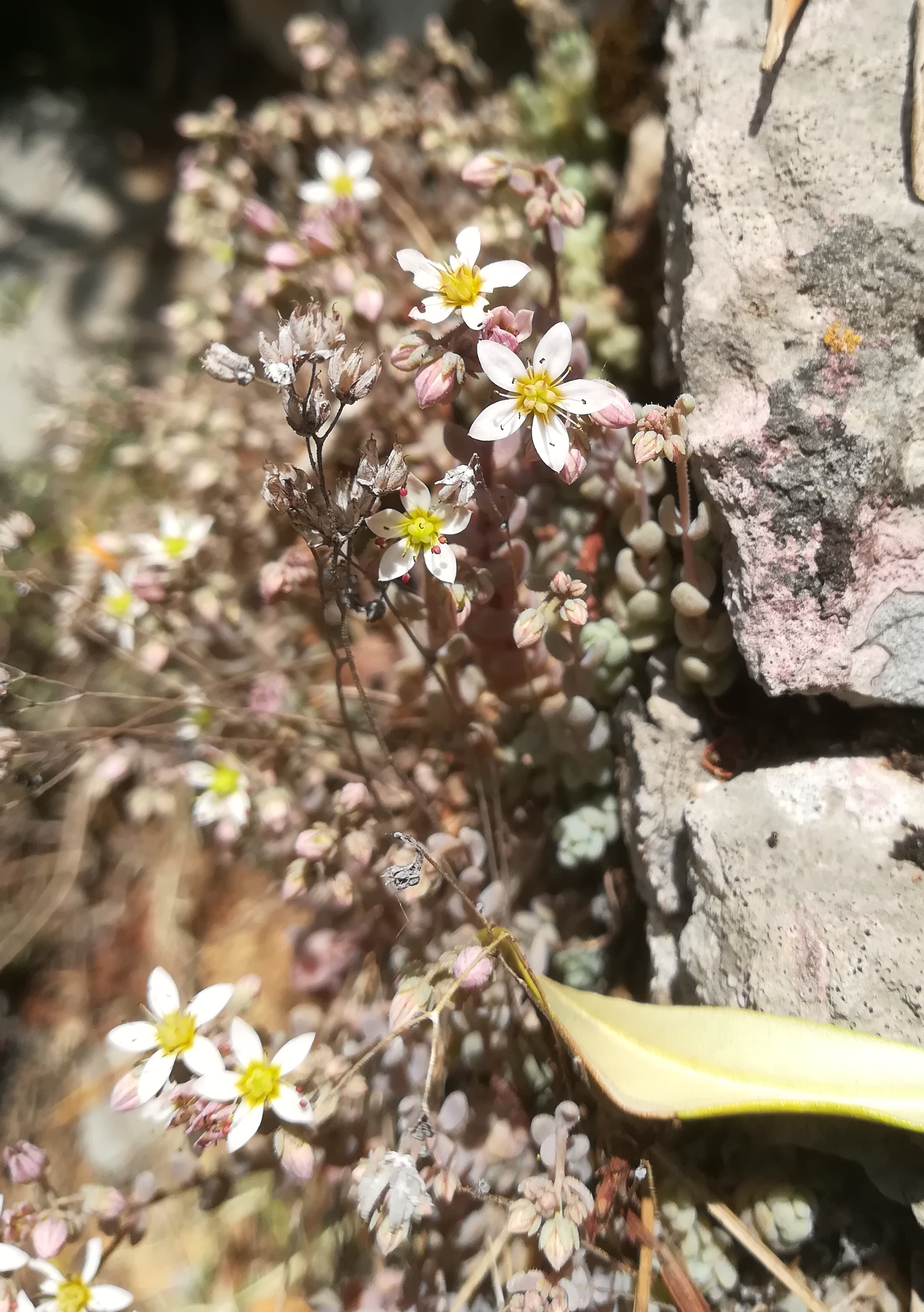 sedum dasyphyllum travers d'augier mediterran frankreich_20220526_124845.jpg