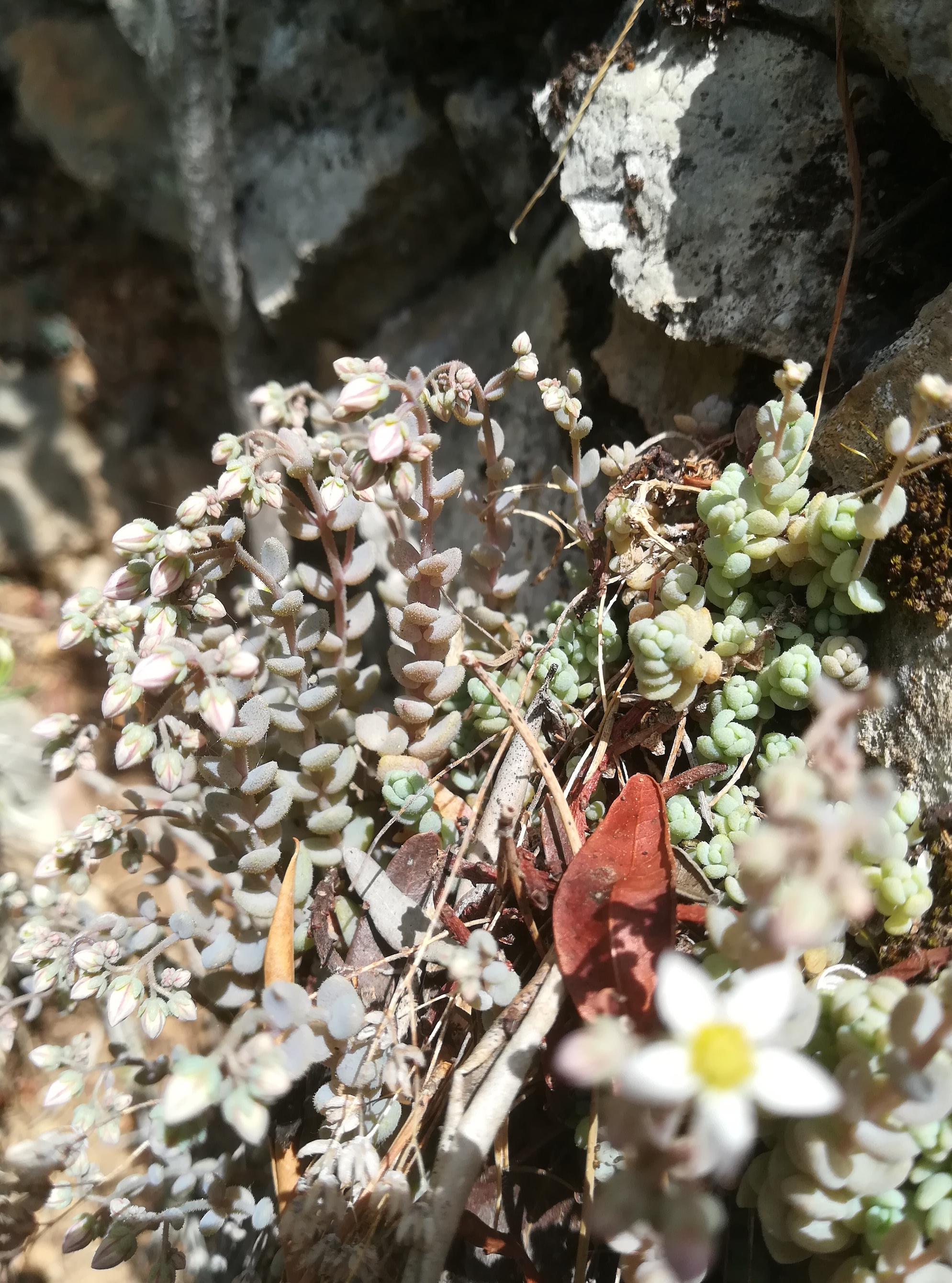 sedum dasyphyllum travers d'augier mediterran frankreich_20220526_124849.jpg