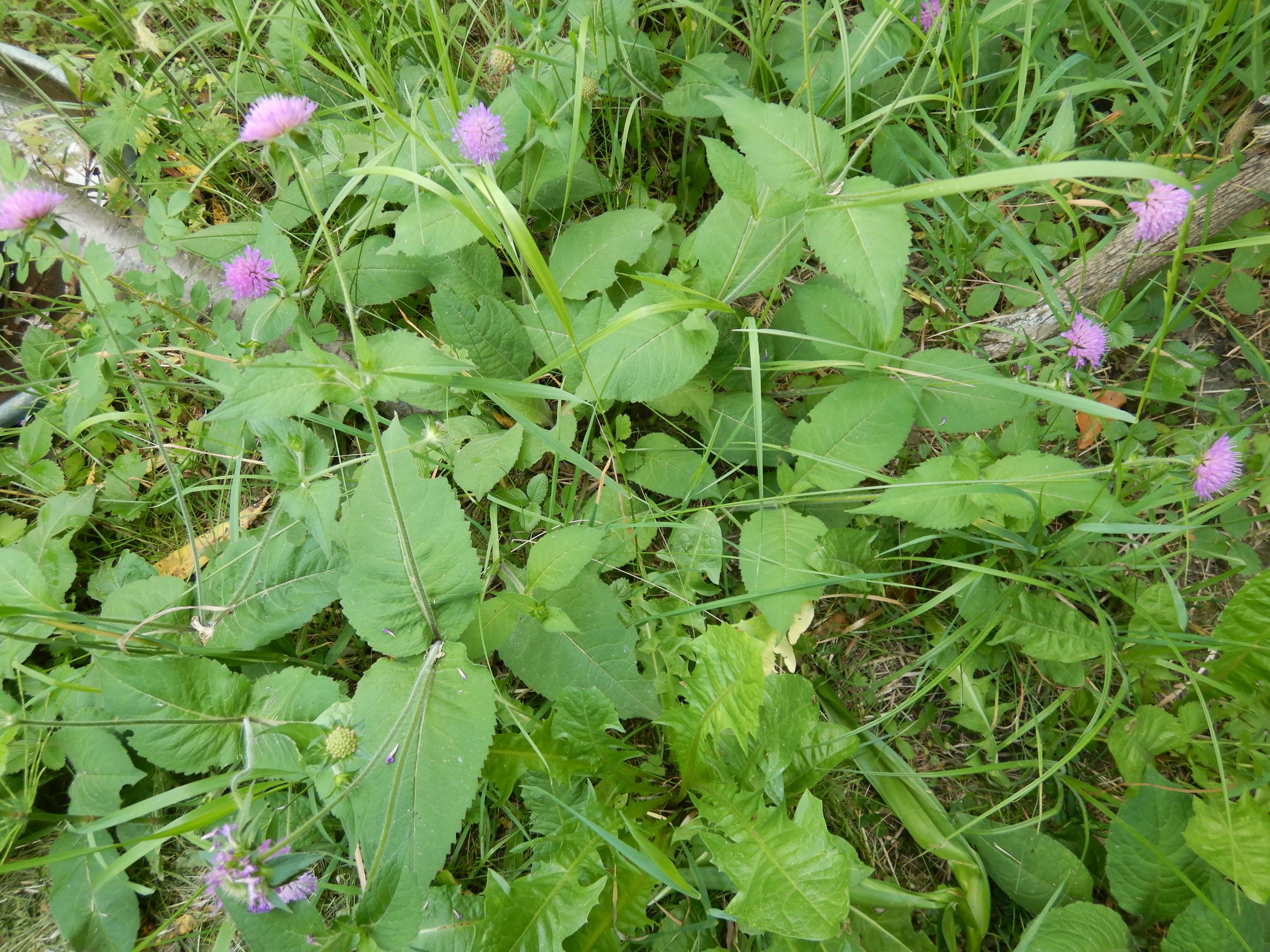 DSCN6927 knautia drymeia, prellenkirchen-zentrum, 2022-05-30.JPG