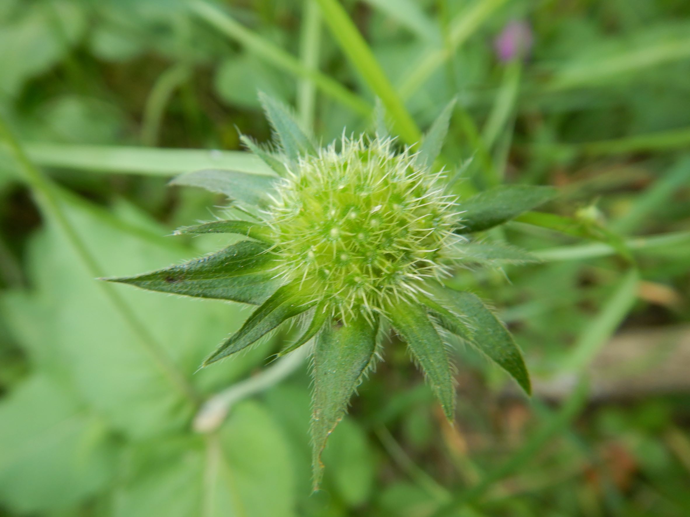 DSCN6930 knautia drymeia, prellenkirchen-zentrum, 2022-05-30.JPG