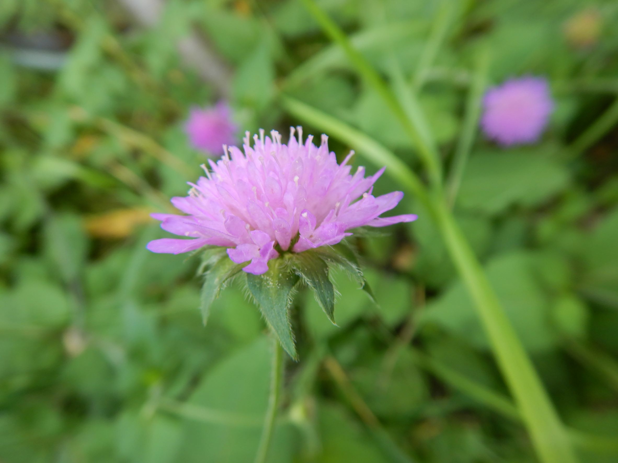 DSCN6931 knautia drymeia, prellenkirchen-zentrum, 2022-05-30.JPG