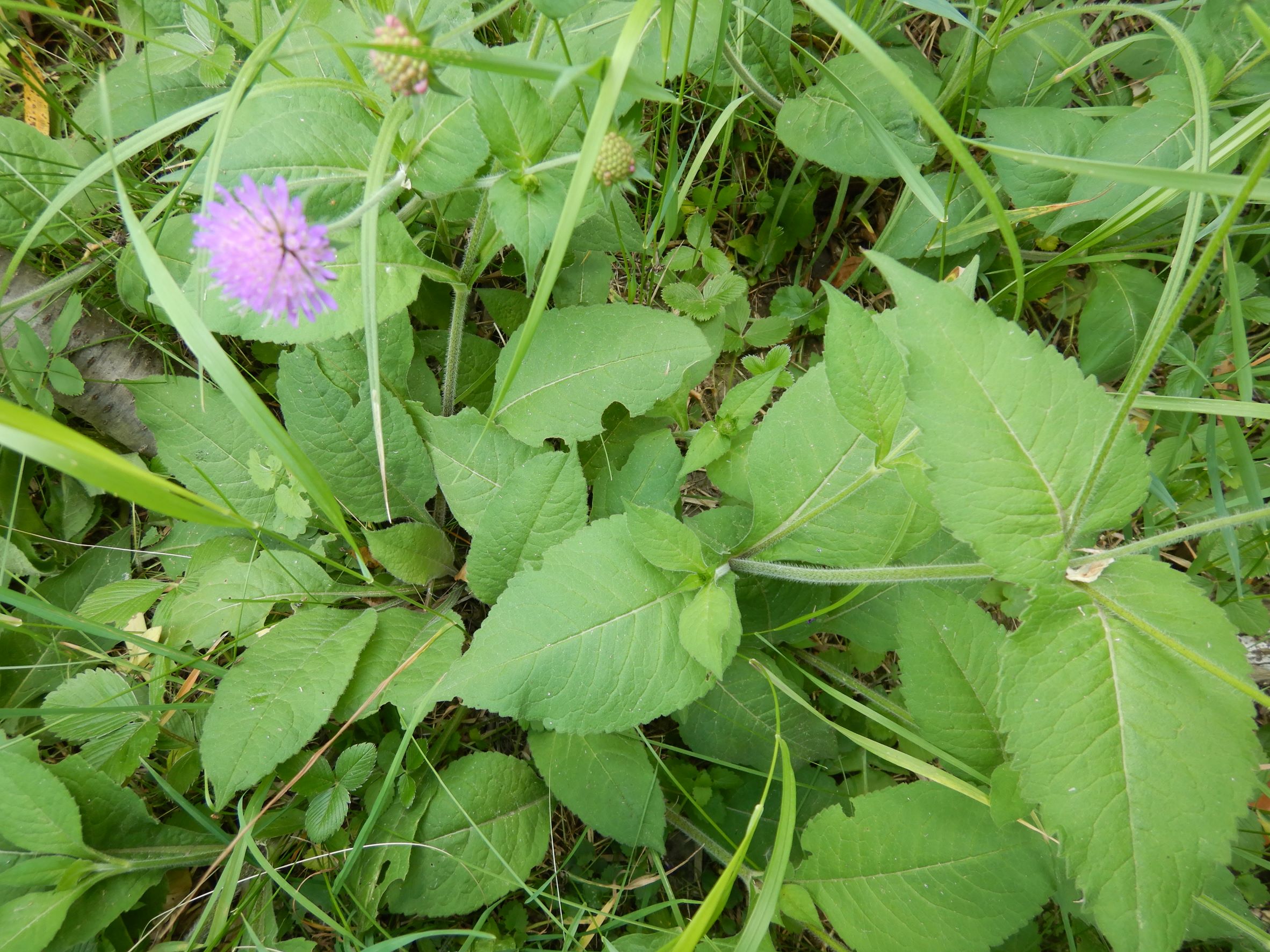 DSCN6932 knautia drymeia, prellenkirchen-zentrum, 2022-05-30.JPG