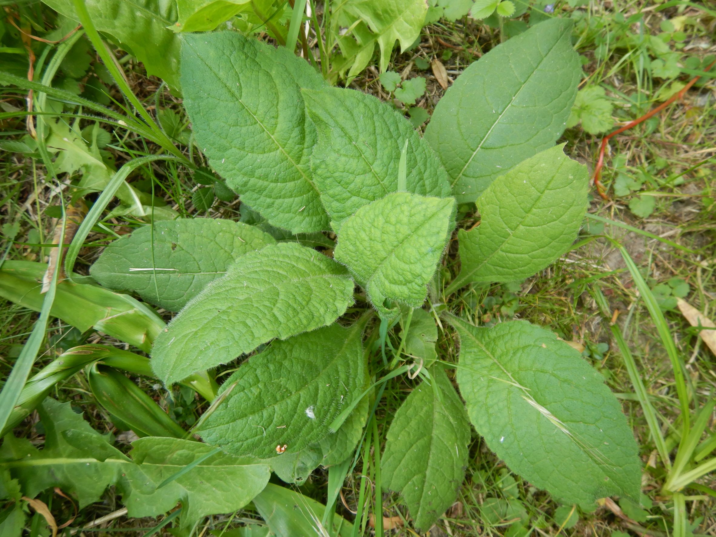 DSCN6938 knautia drymeia, prellenkirchen-zentrum, 2022-05-30.JPG