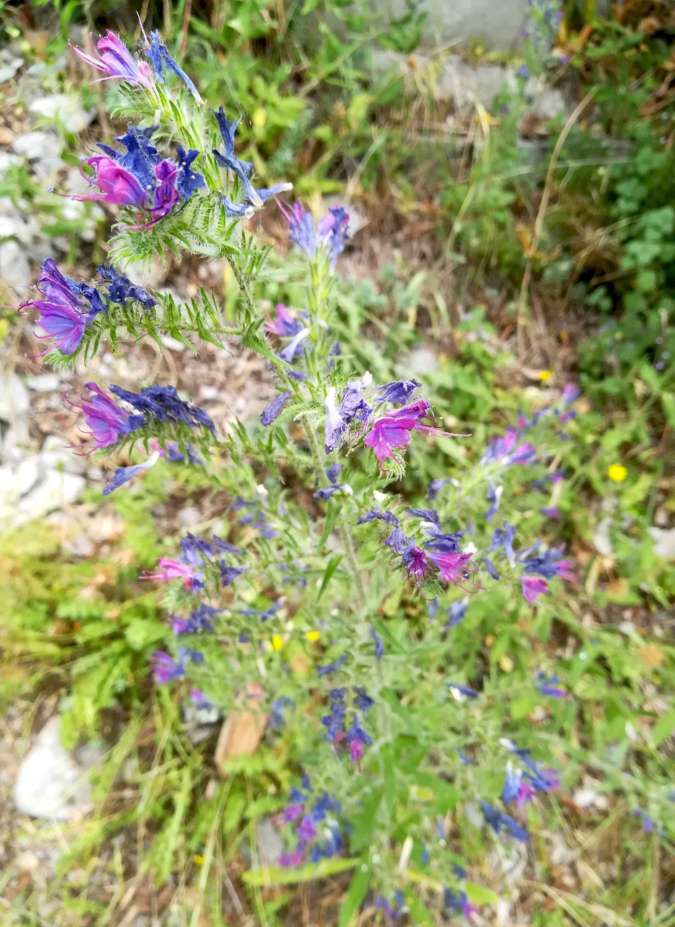 echium vulgare cf. subsp. pustulatum le chaudan mediterran frankreich_20220526_125256.jpg