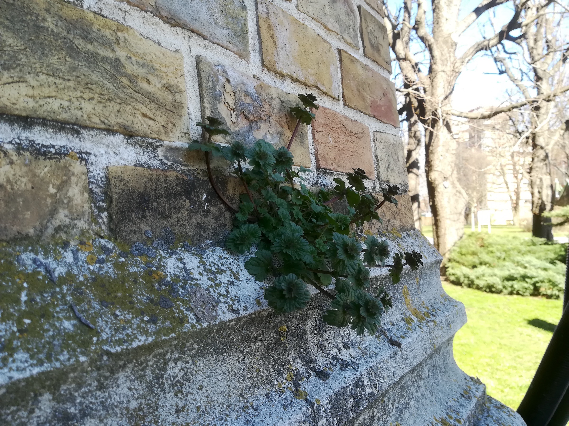 lamium amplexicaule arsenal wien_20180402_155920.jpg