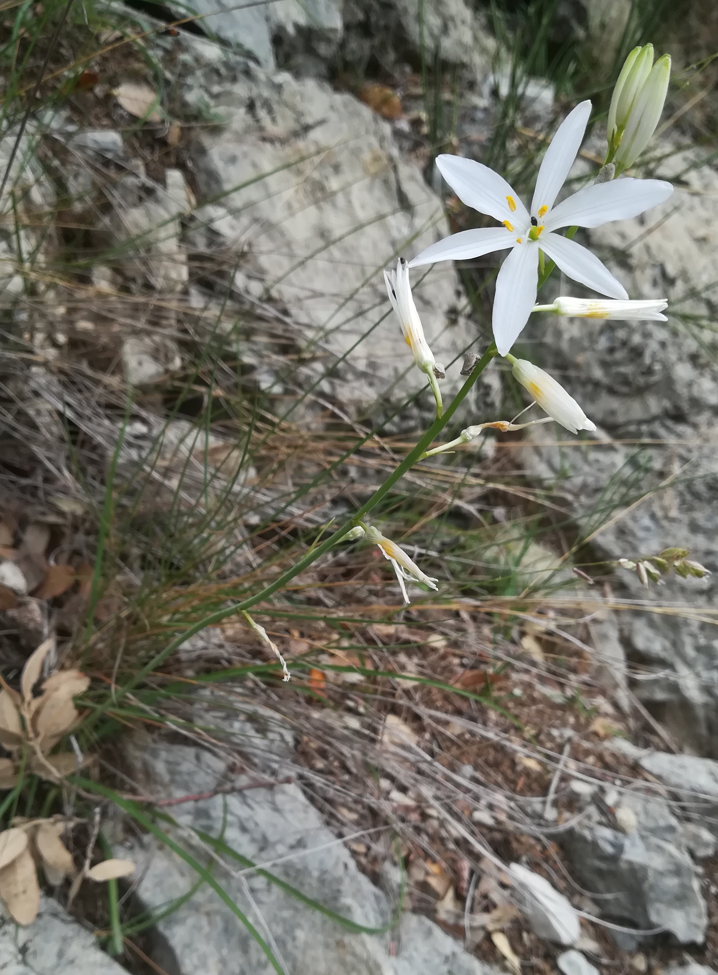 anthericum liliago travers d'augier mediterran frankreich_20220526_111241.jpg