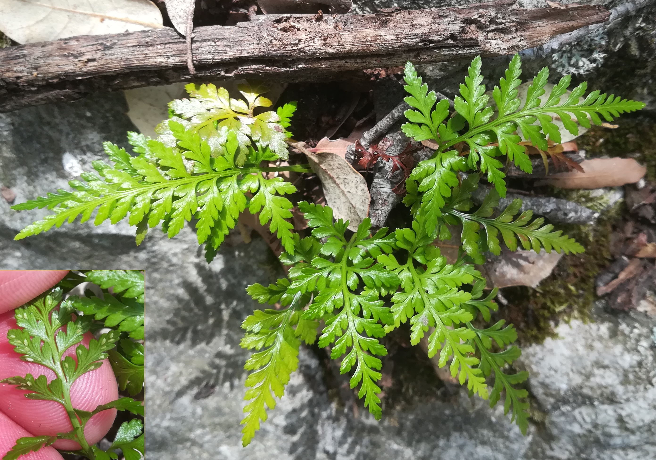 asplenium cf. adiantum-nigrum var. adiantum-nigrum travers d'augier mediterran frankreich_20220526_113820.jpg