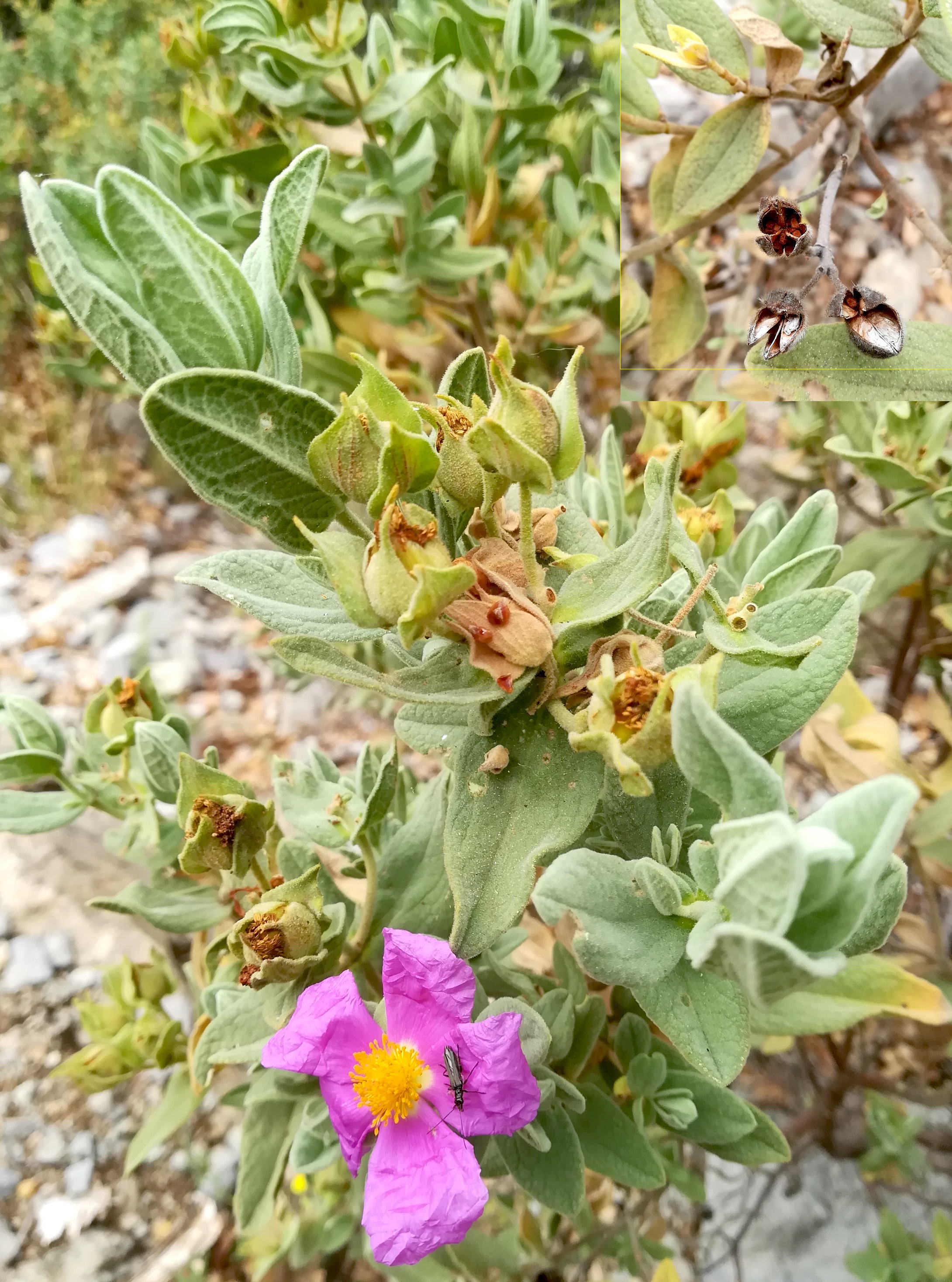 cistus albidus travers d'augier mediterran frankreich_20220526_111110.jpg