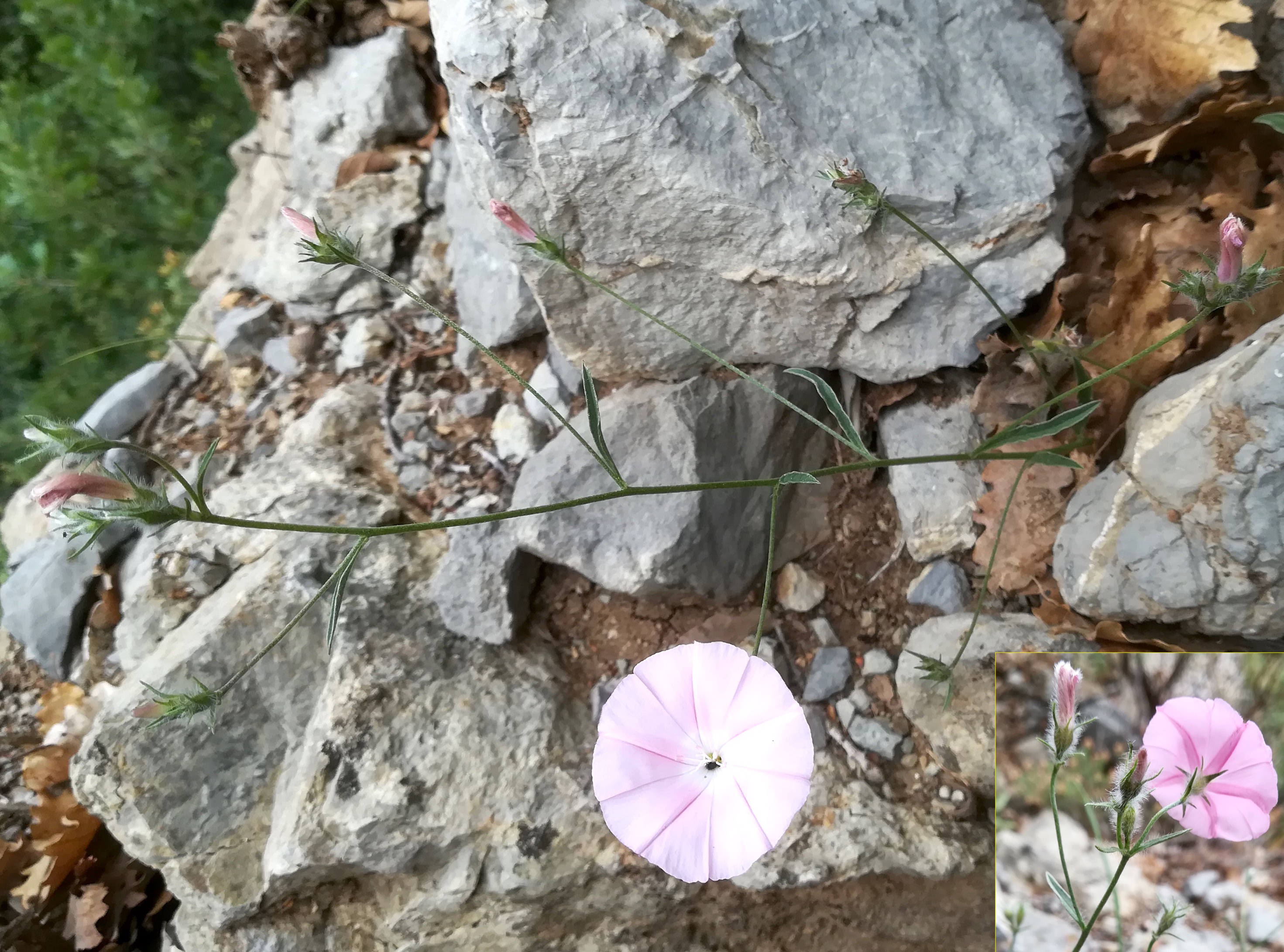 convolvulus cantabrica travers d'augier mediterran frankreich_20220526_111133.jpg