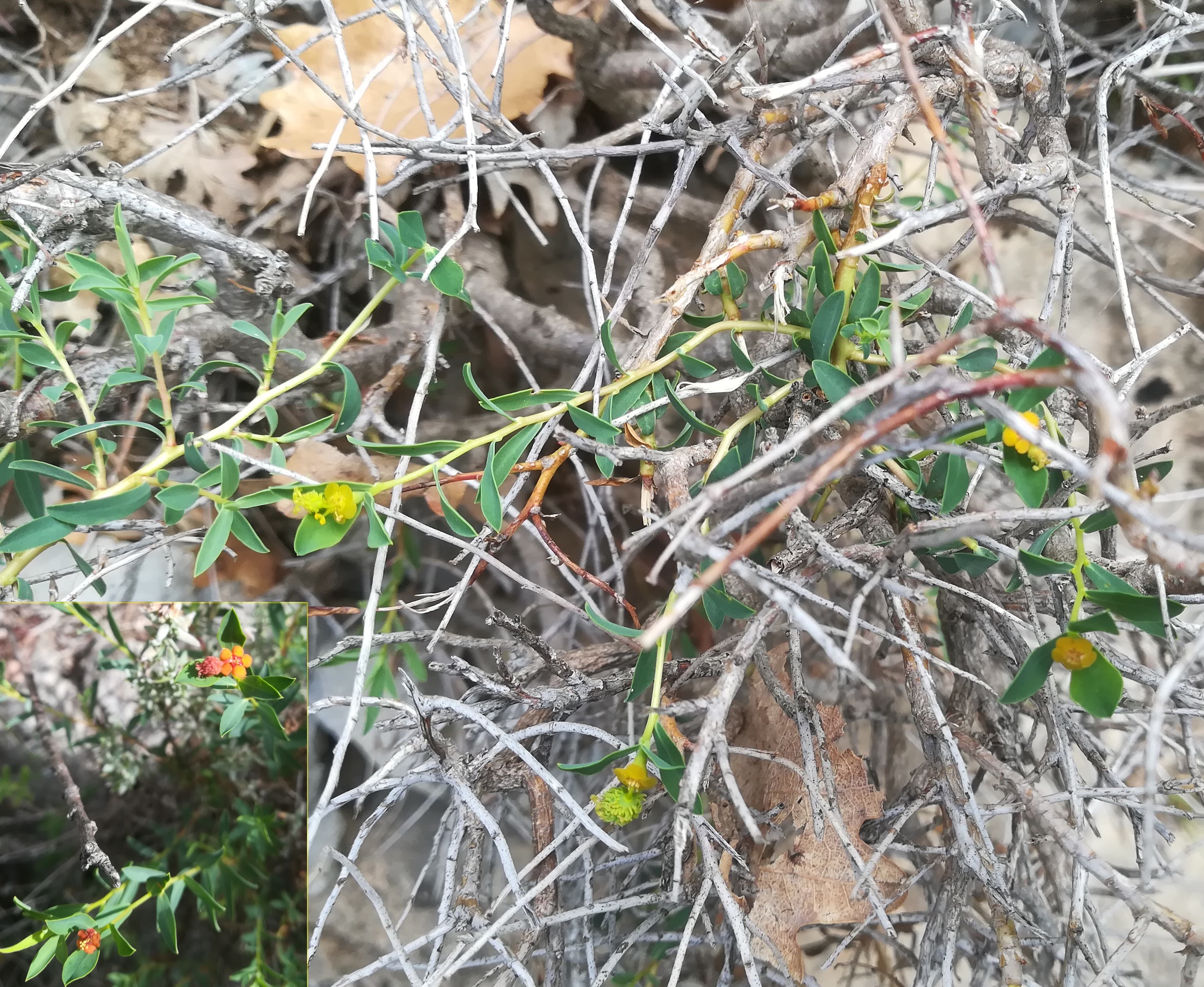 euphorbia cf. spinosa travers d'augier mediterran frankreich_20220526_111022.jpg