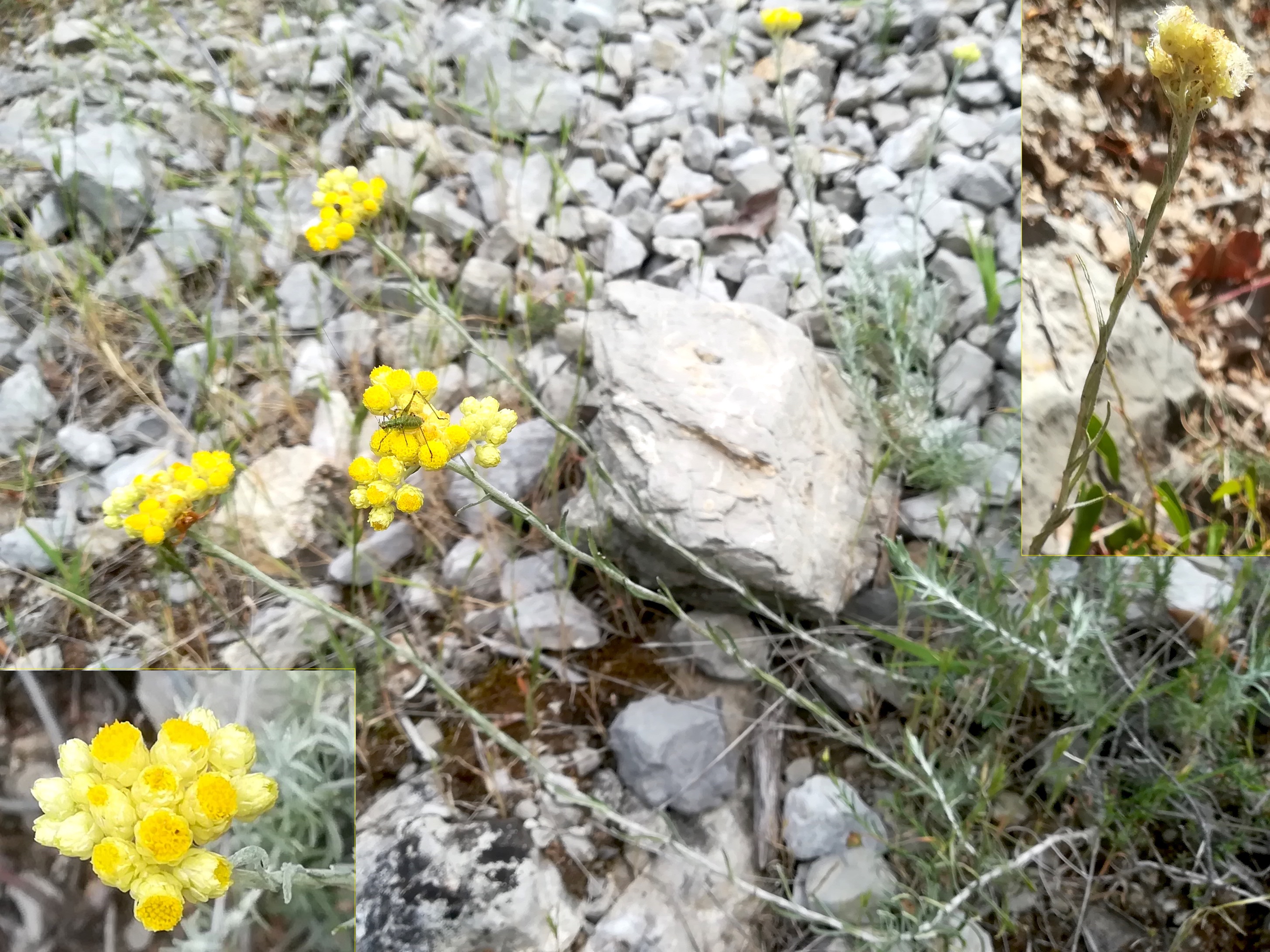 helichrysum cf. stoechas travers d'augier mediterran frankreich_20220526_103318.jpg