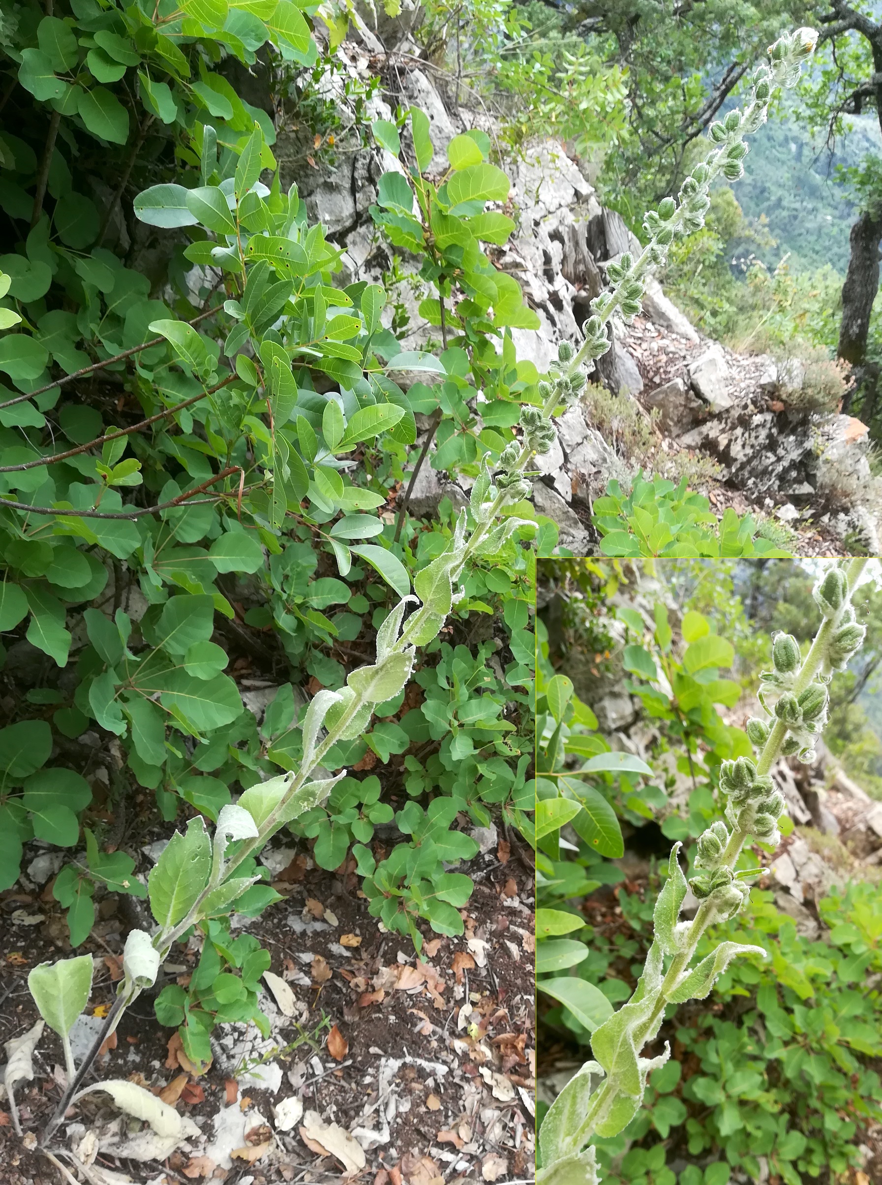 verbascum cf. pulverulentum travers d'augier mediterran frankreich_20220526_111948.jpg