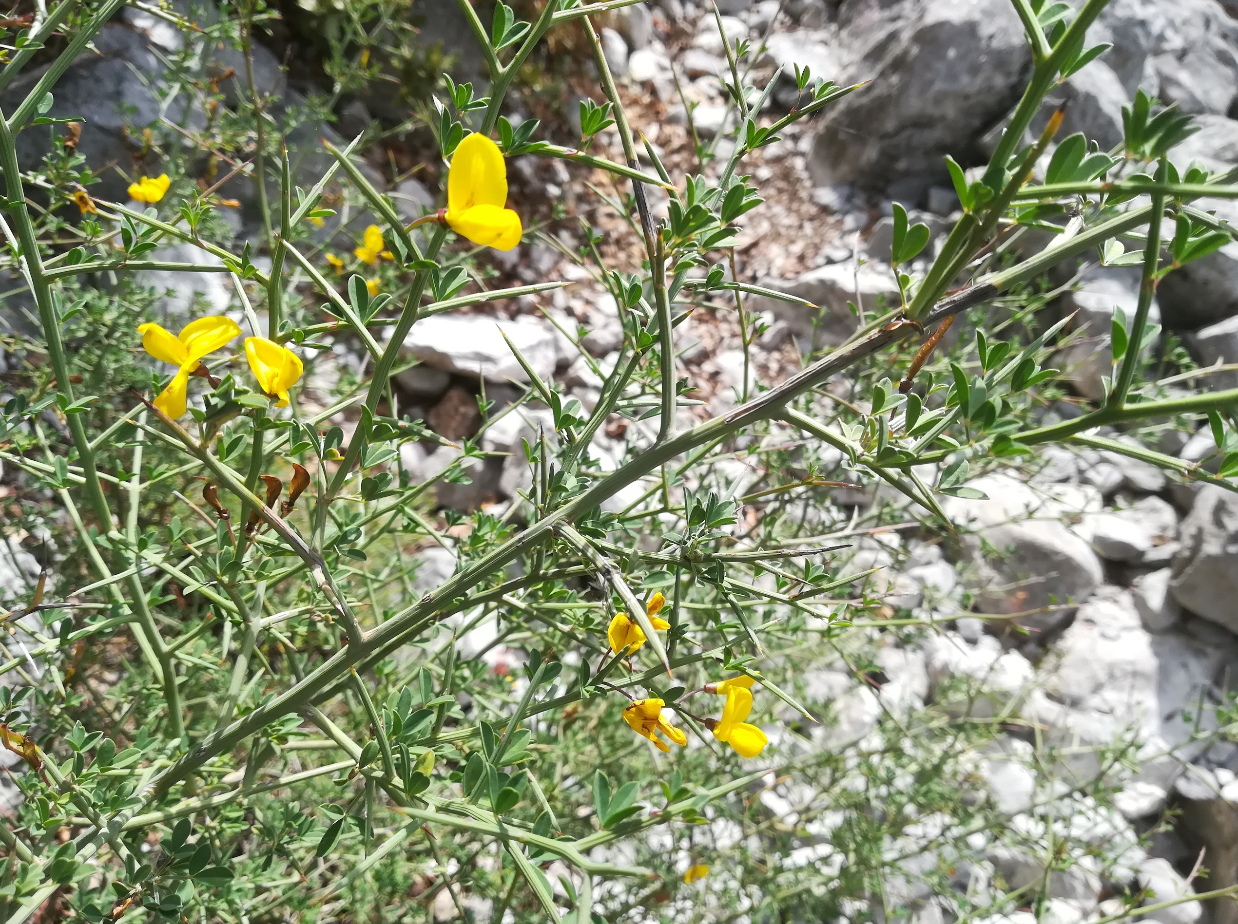 cytisus spinosus travers d'augier mediterran frankreich_20220526_113508.jpg