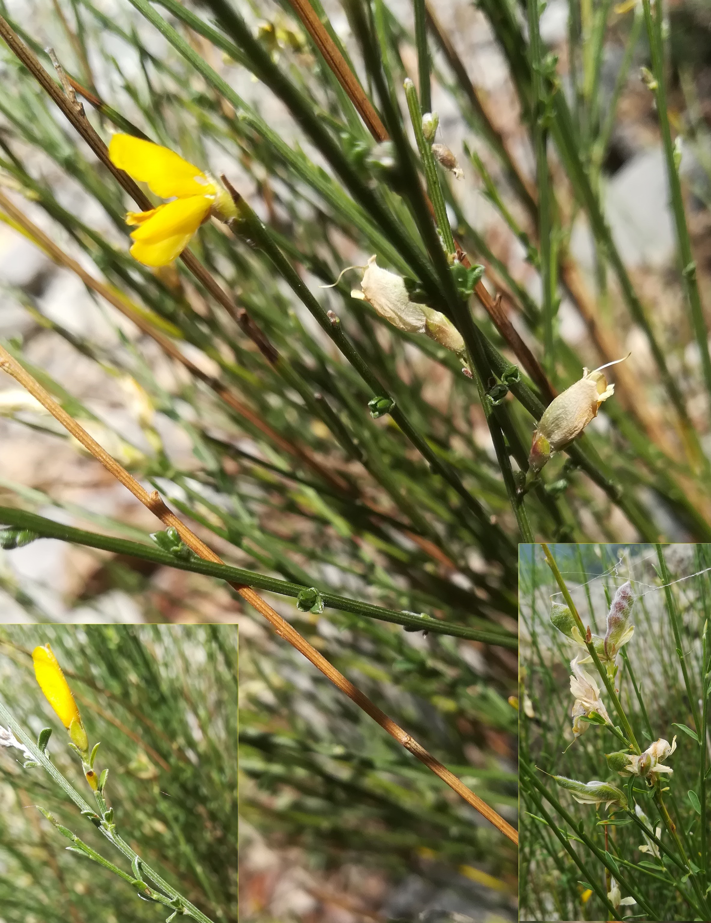 genista cinerea travers d'augier mediterran frankreich_20220526_115254.jpg