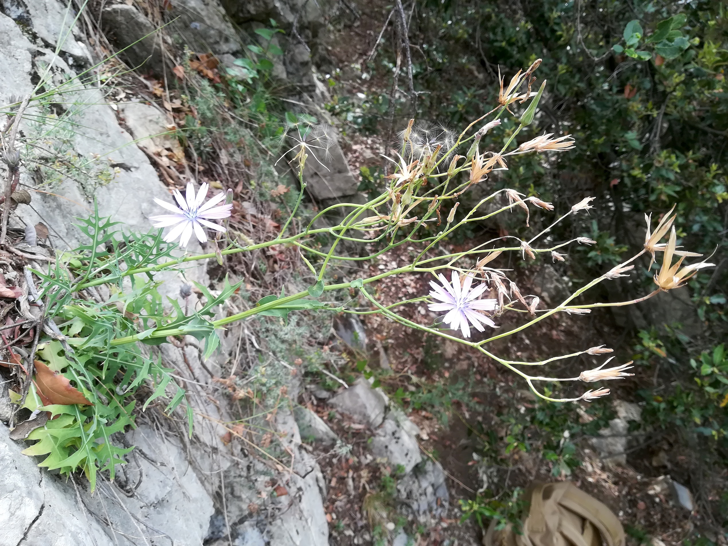 lactuca perennis travers d'augier mediterran frankreich_20220526_111745.jpg