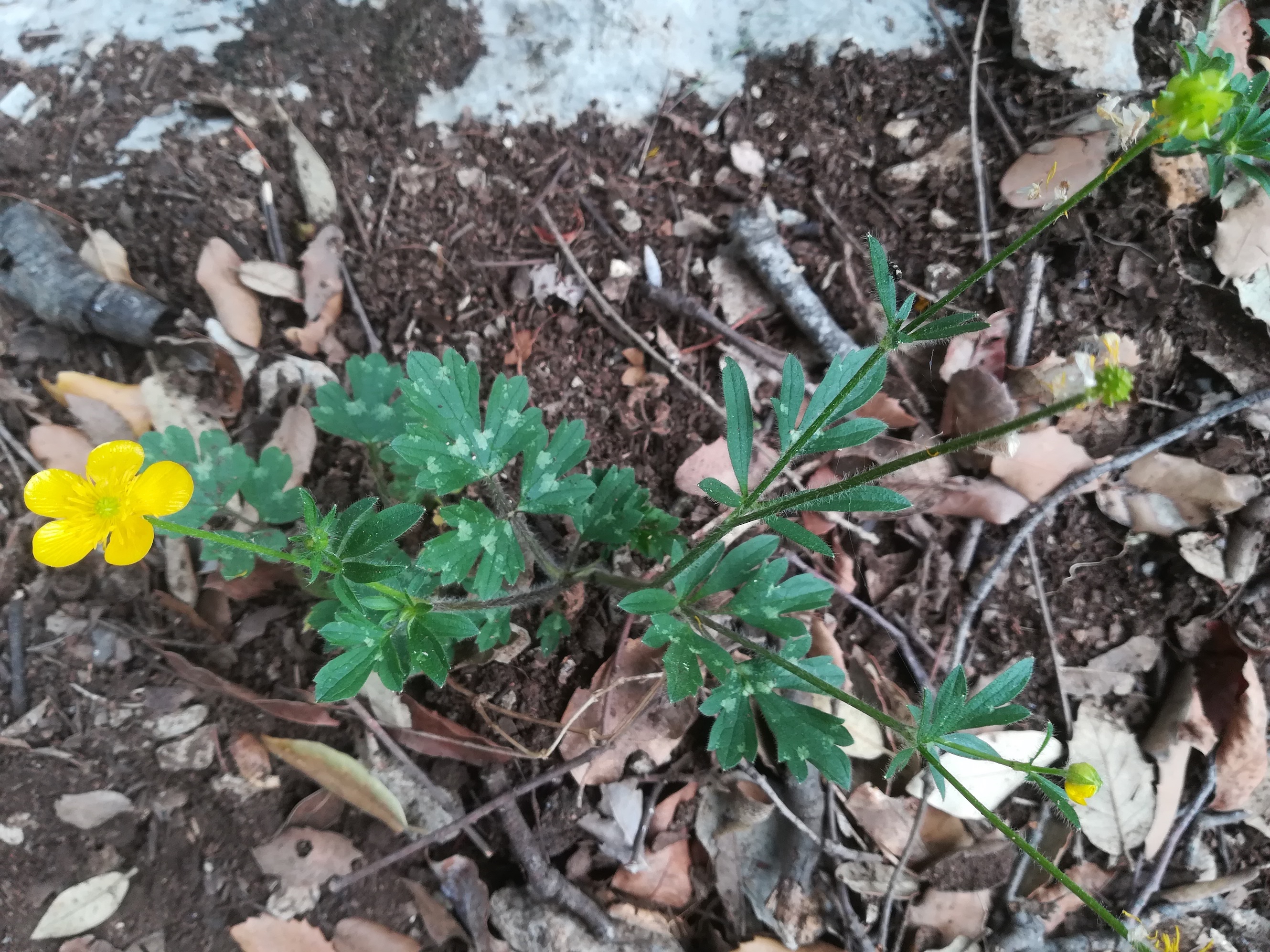 ranunculus cf. bulbosus travers d'augier mediterran frankreich_20220526_112032.jpg