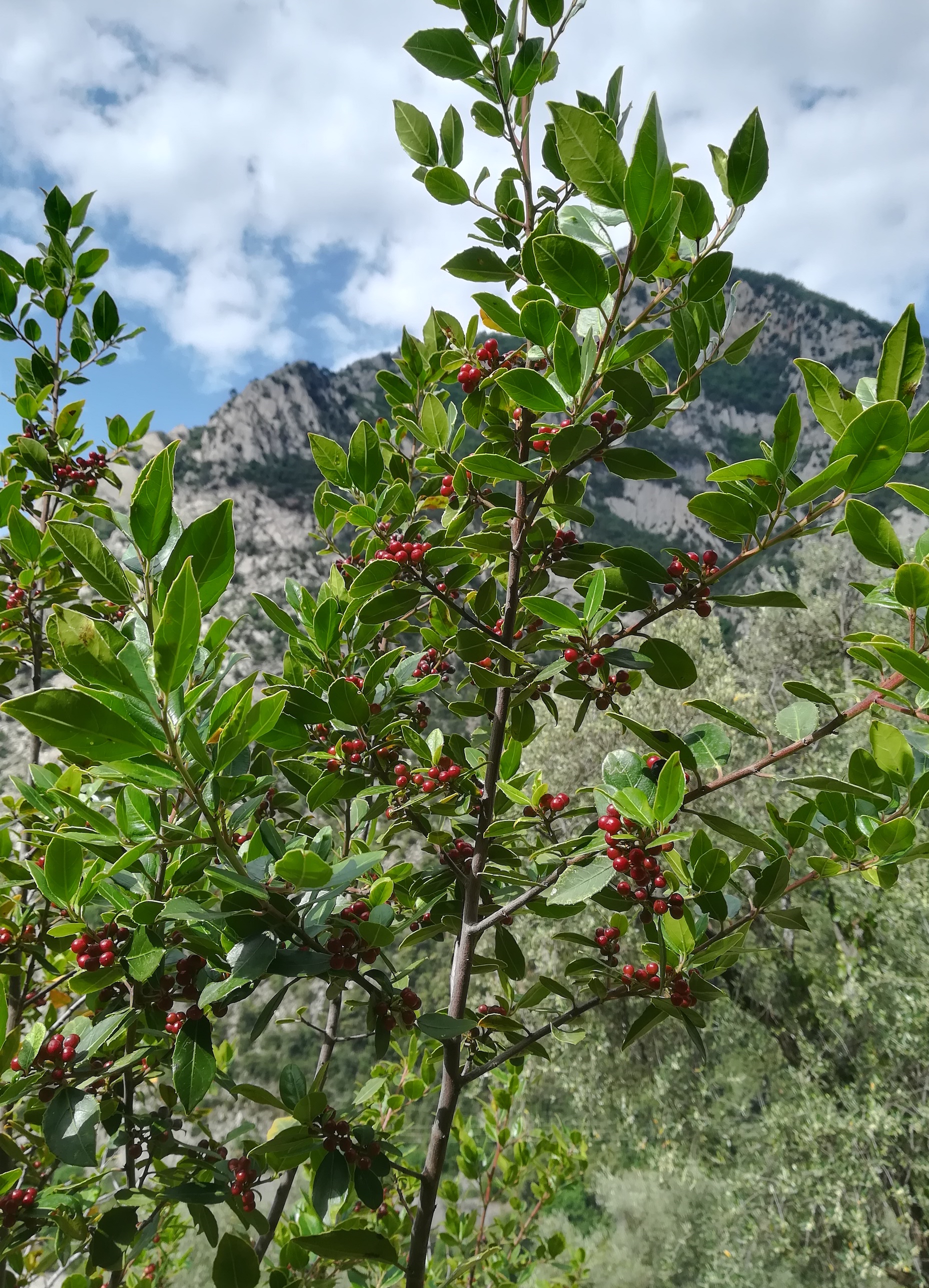 rhamnus alaternus travers d'augier mediterran frankreich_20220526_103941.jpg