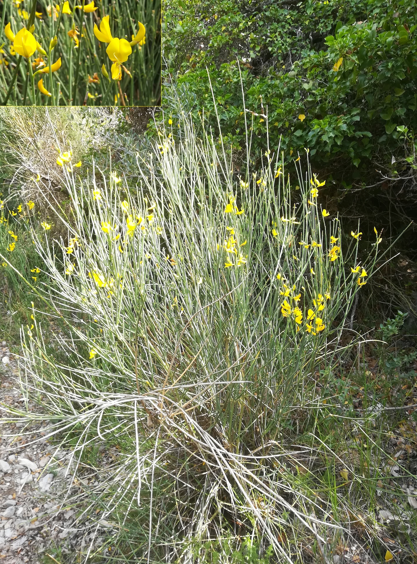 spartium junceum travers d'augier mediterran frankreich_20220526_104734.jpg