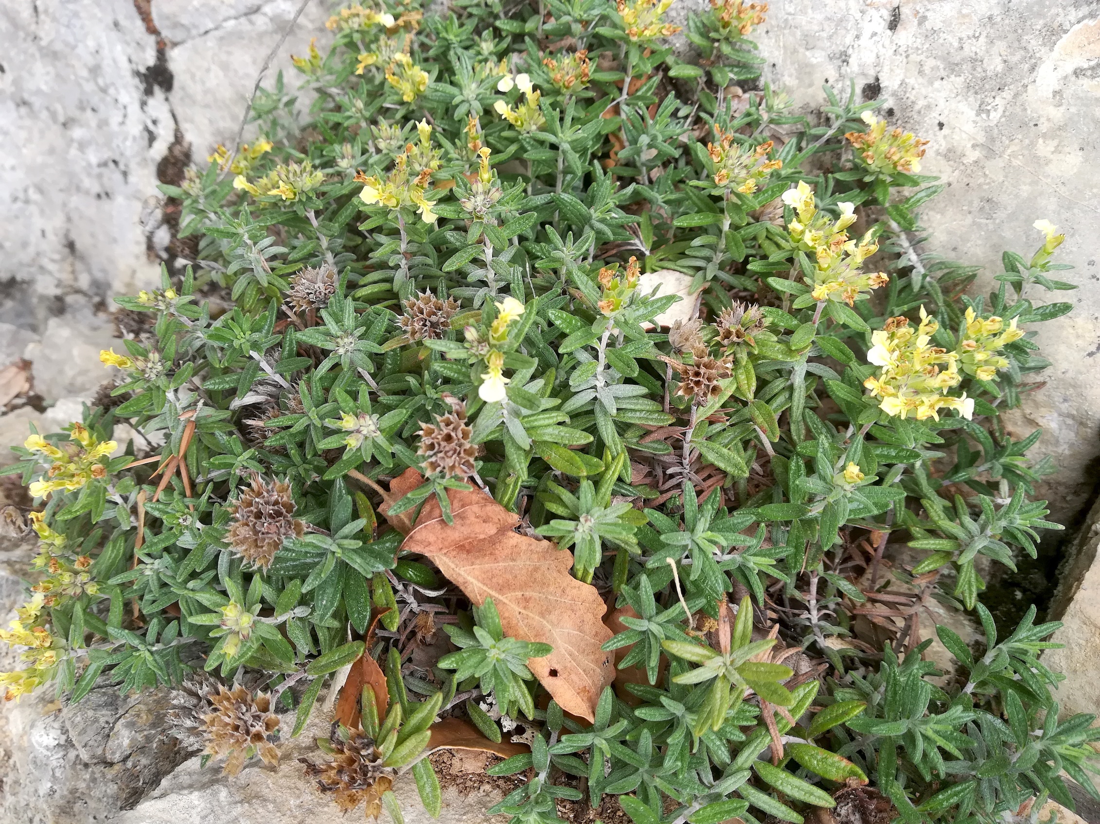 teucrium montanum travers d'augier mediterran frankreich_20220526_111731.jpg