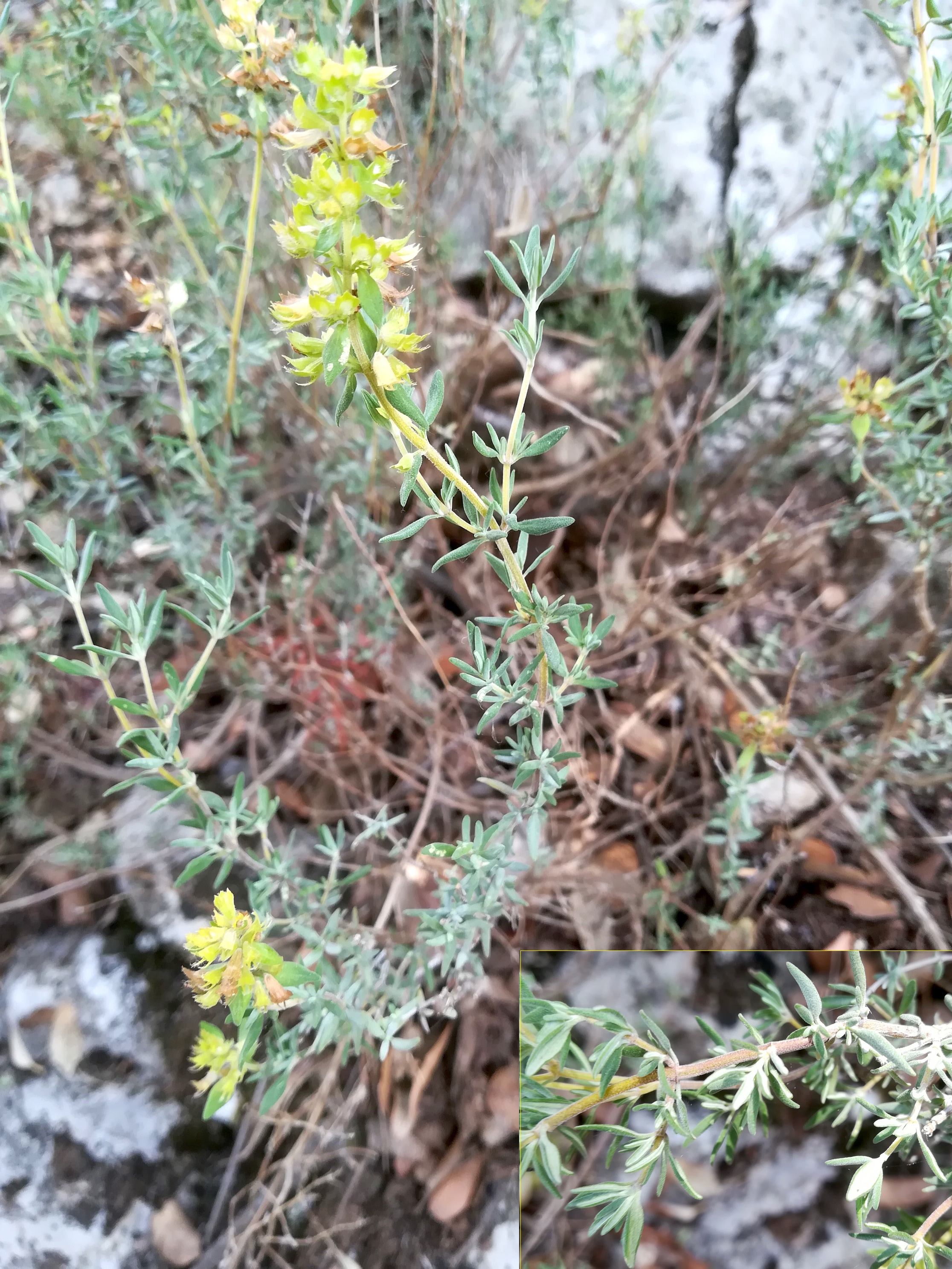 thymus cf. vulgaris subsp. vulgaris travers d'augier mediterran frankreich_20220526_123010.jpg