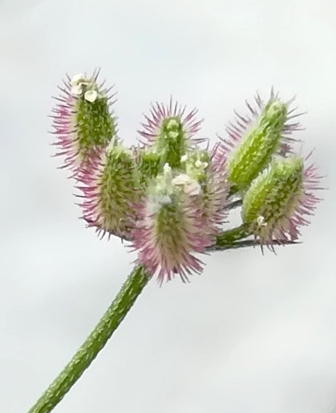 cf. torilis africana travers d'augier mediterran frankreich_20220526_120953.jpg