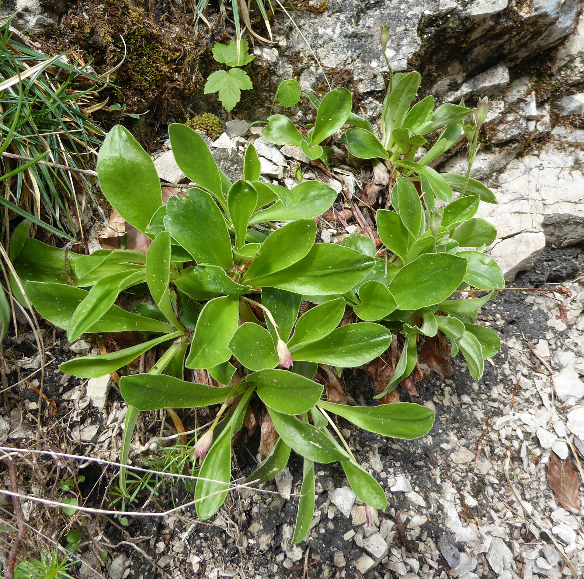 P1180677 primula sp.JPG