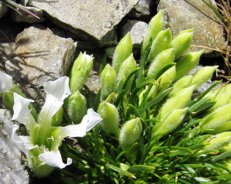 Saponaria pumillo.jpg