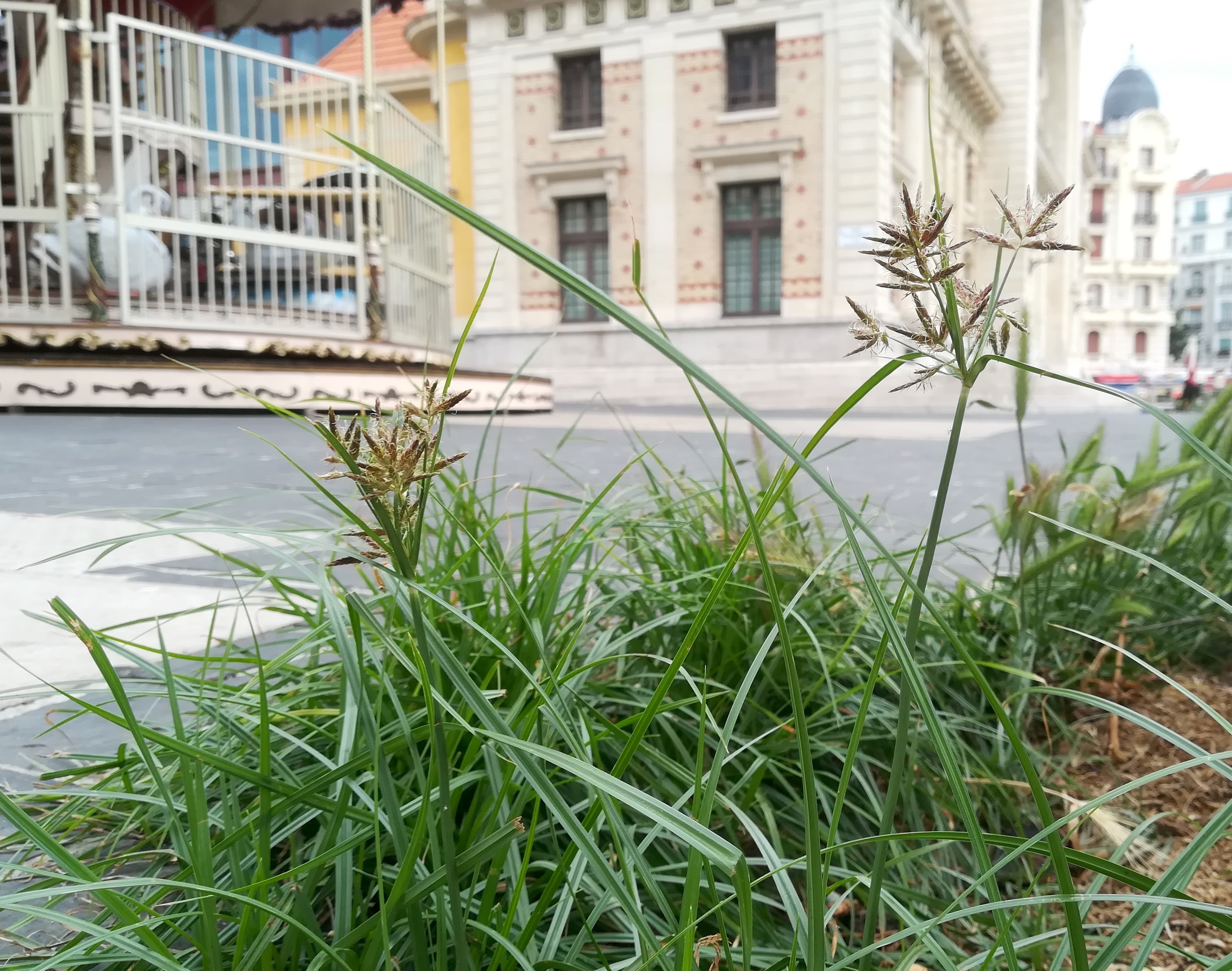 cyperus cf. rotundus gare chemin de fer de provence nizza mediterran frankreich_20220526_081740.jpg