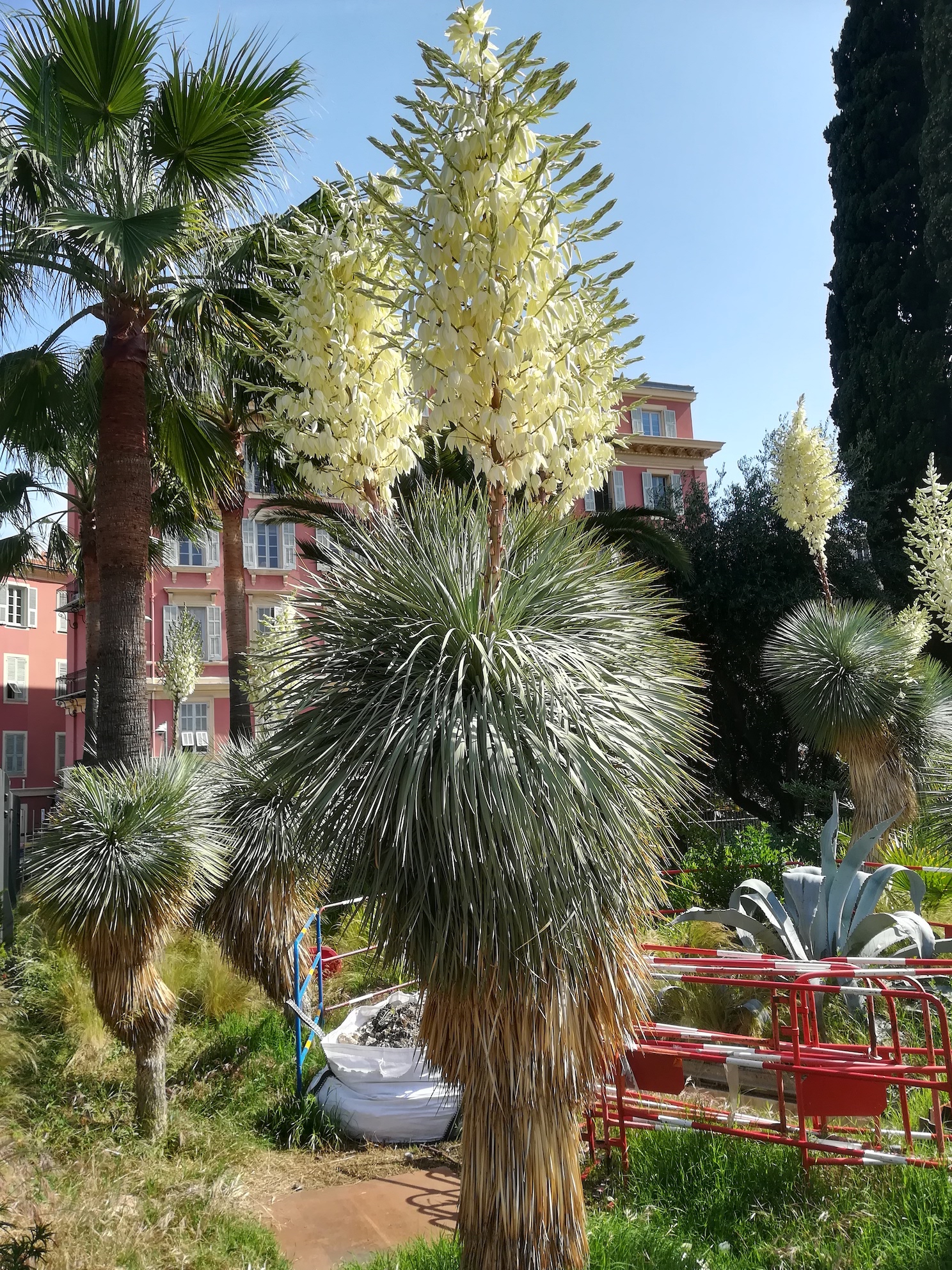 yucca cf. rostrata kult. place masséna nizza mediterran frankreich_20220525_163339.jpg