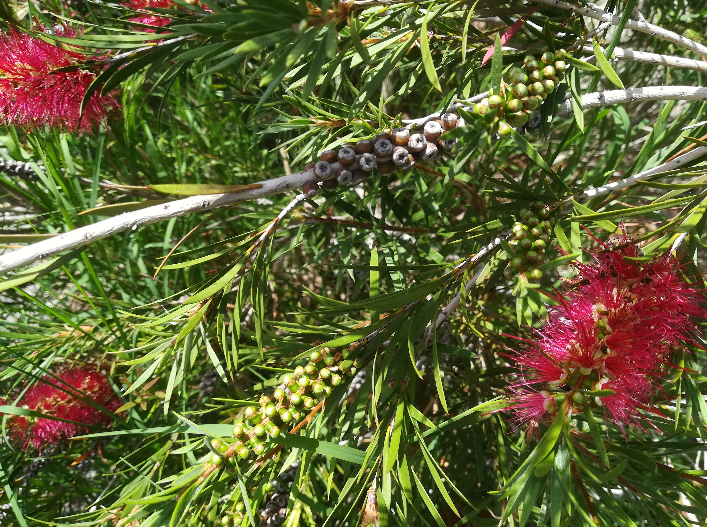 callistemon linearis kult. nizza_20220527_115219.jpg