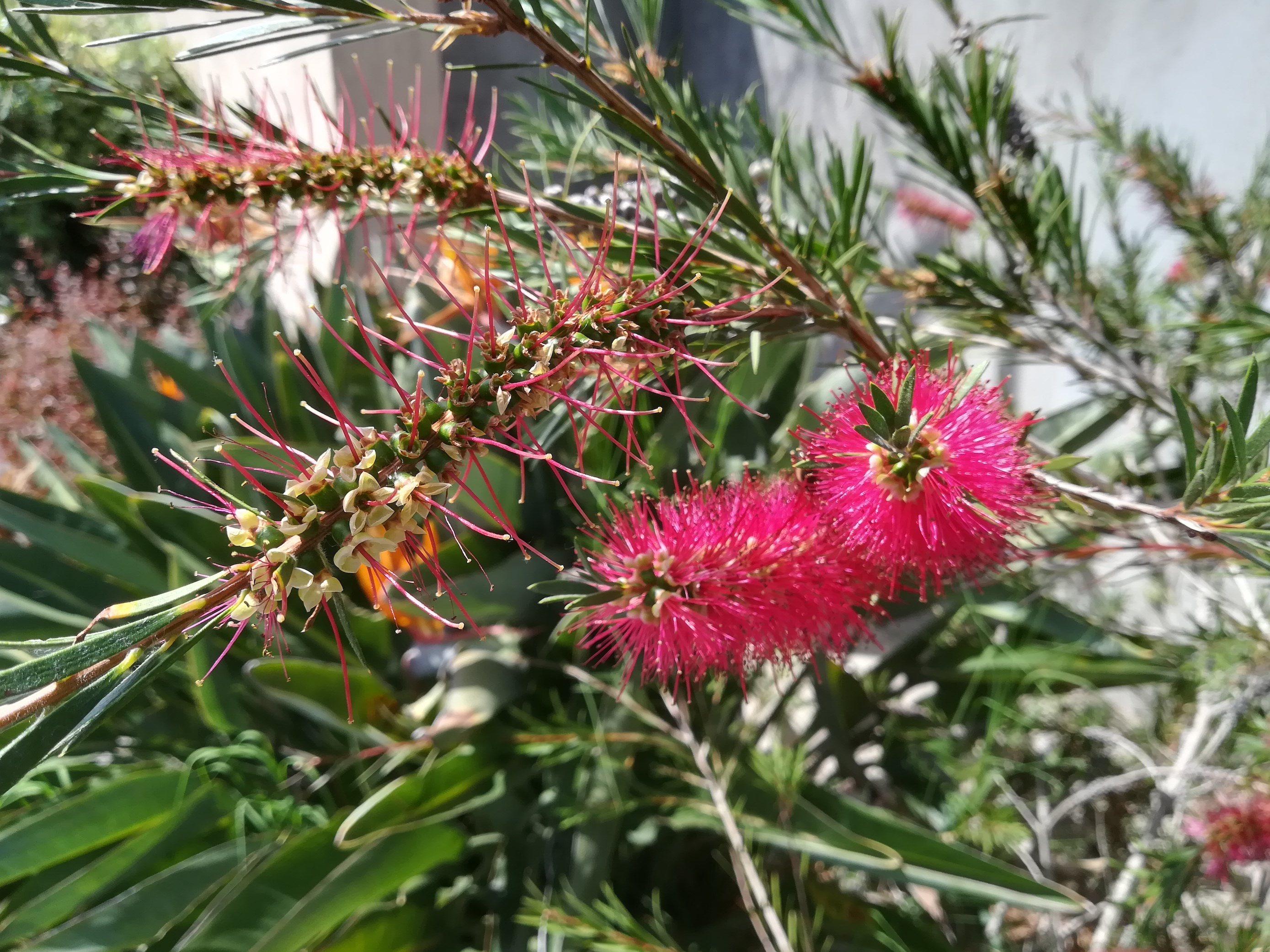 callistemon linearis kult. nizza_20220527_115141.jpg