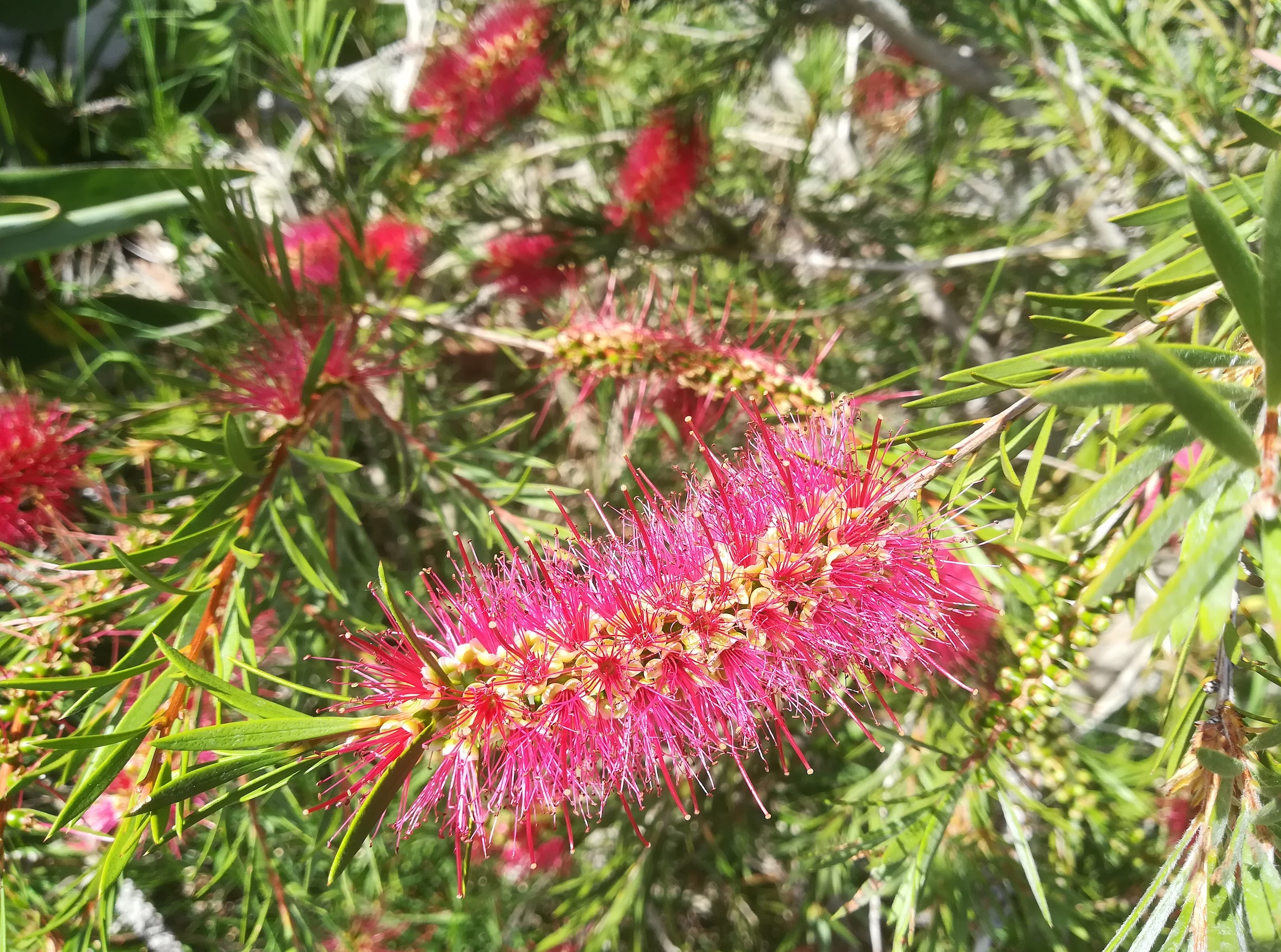 callistemon linearis kult. nizza_20220527_115145.jpg