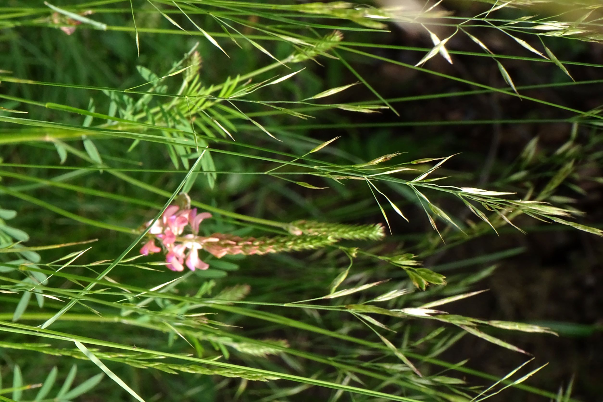 DSC08667 no-leithagebirge, bromus erectus, onobrychis a. arenaria, 2022-06-01.JPG