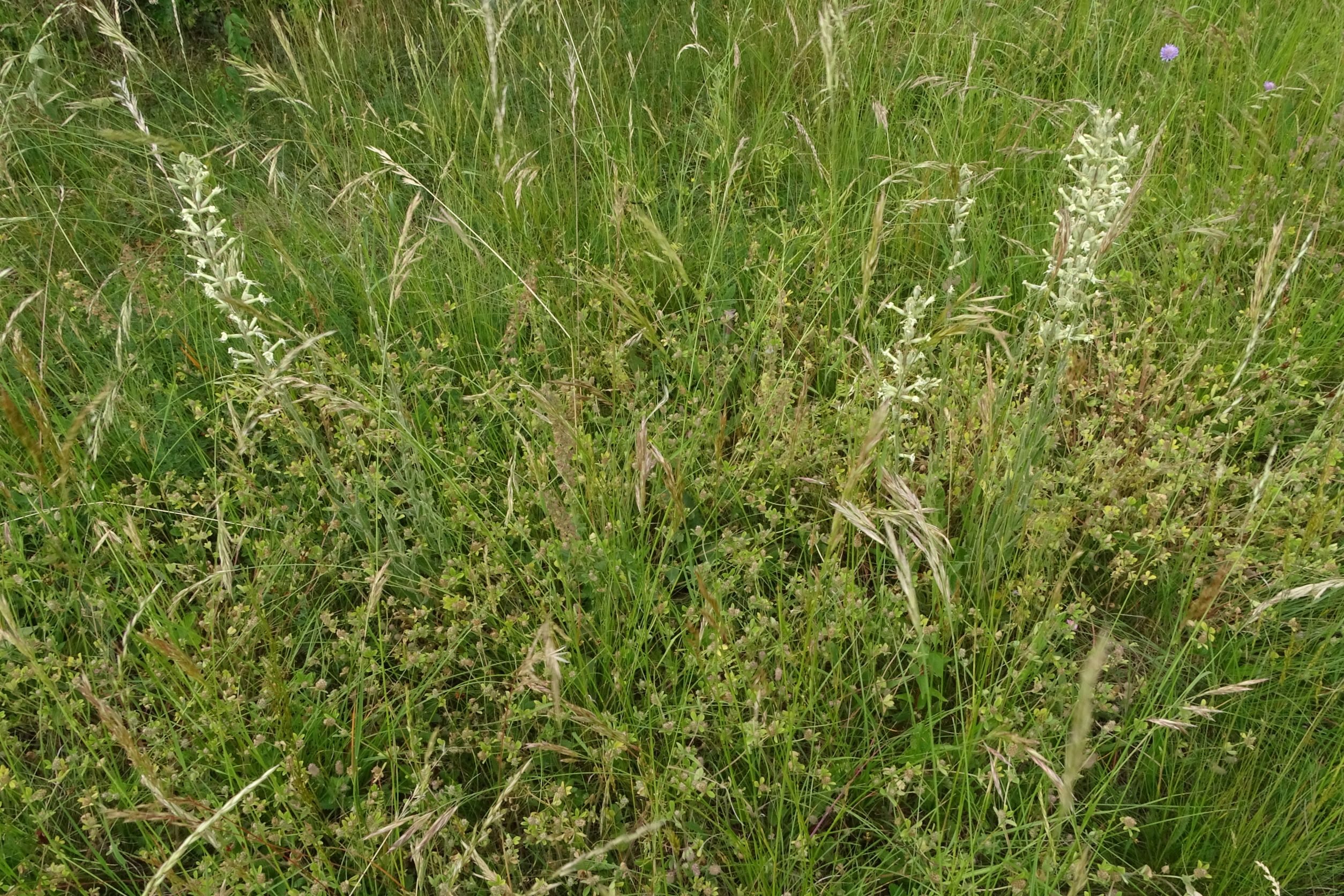 DSC08690 no-leithagebirge, silene viscosa, trifolium striatum, 2022-06-01.JPG