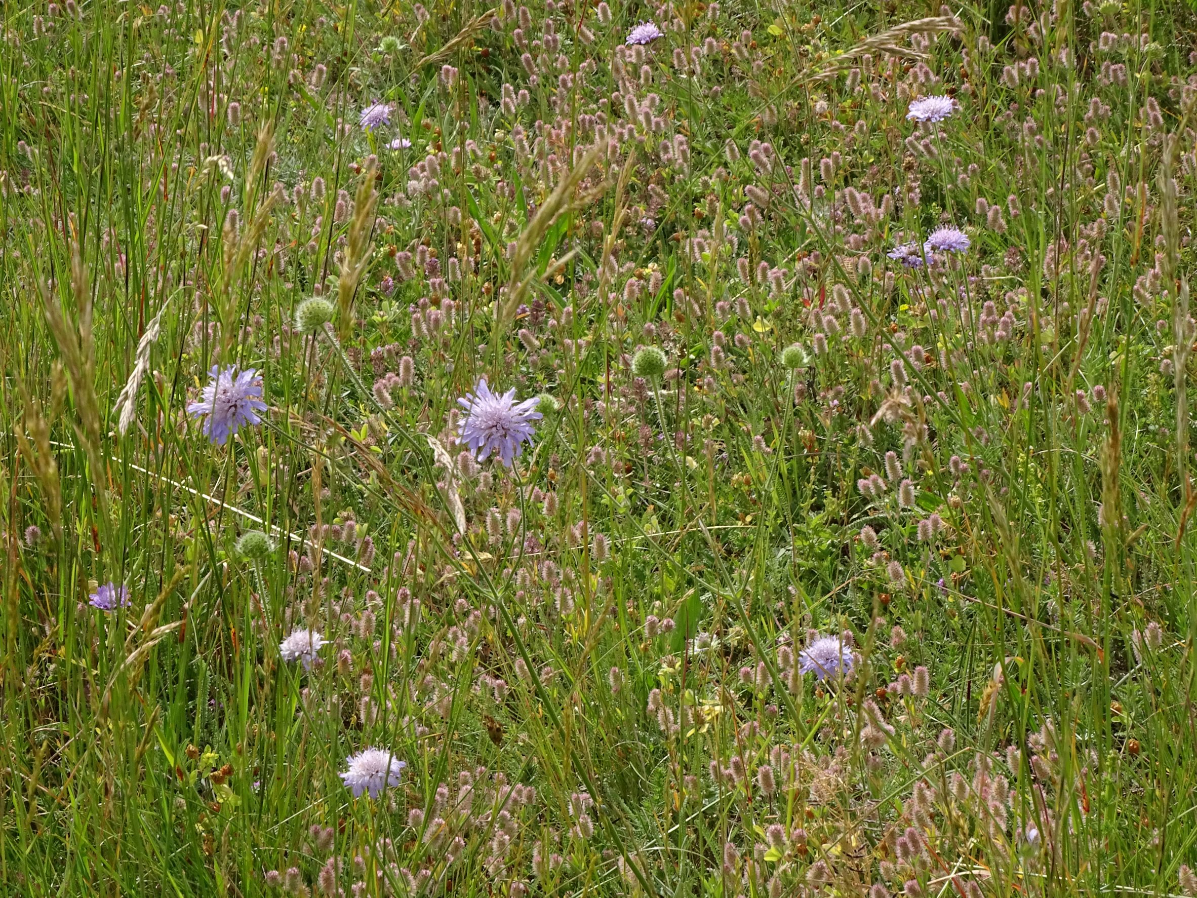 DSC08715 no-leithagebirge, knautia arvensis, trifolium arvense, 2022-06-01.JPG