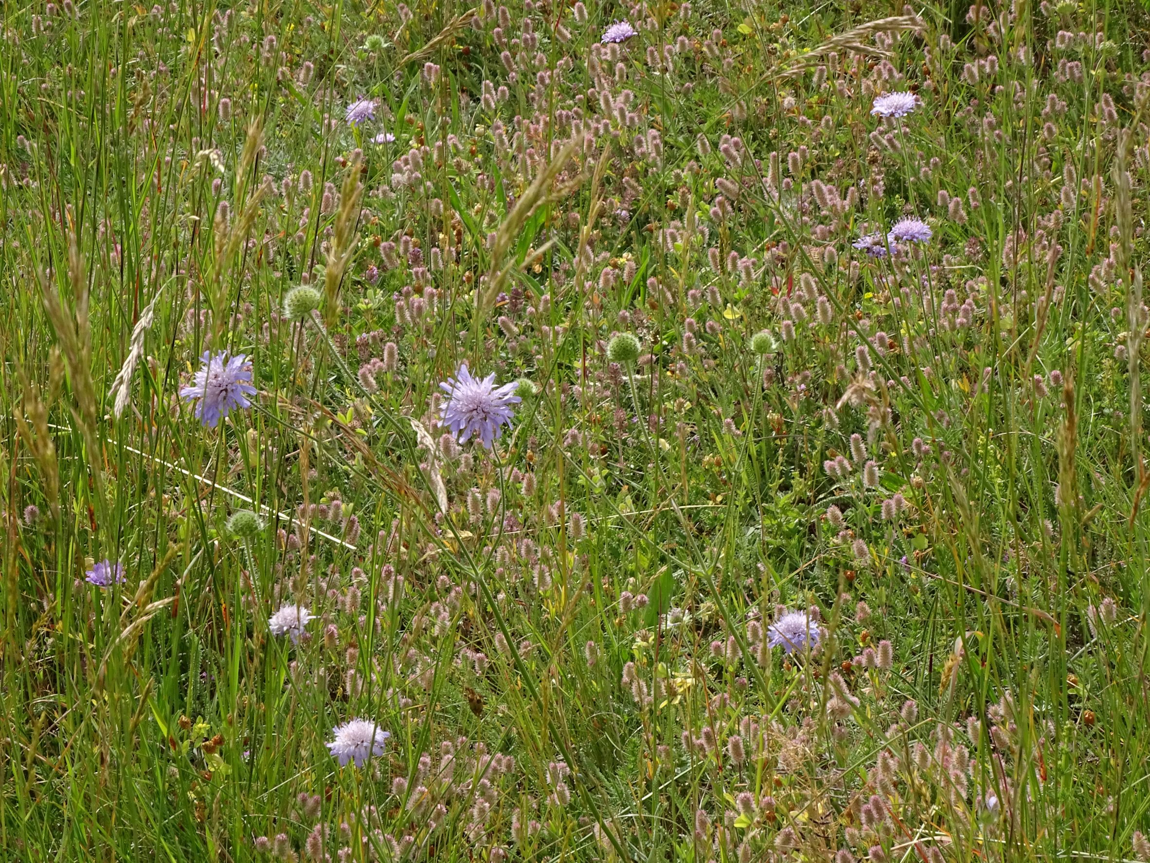 DSC08715 no-leithagebirge, knautia arvensis, trifolium arvense, 2022-06-01.JPG