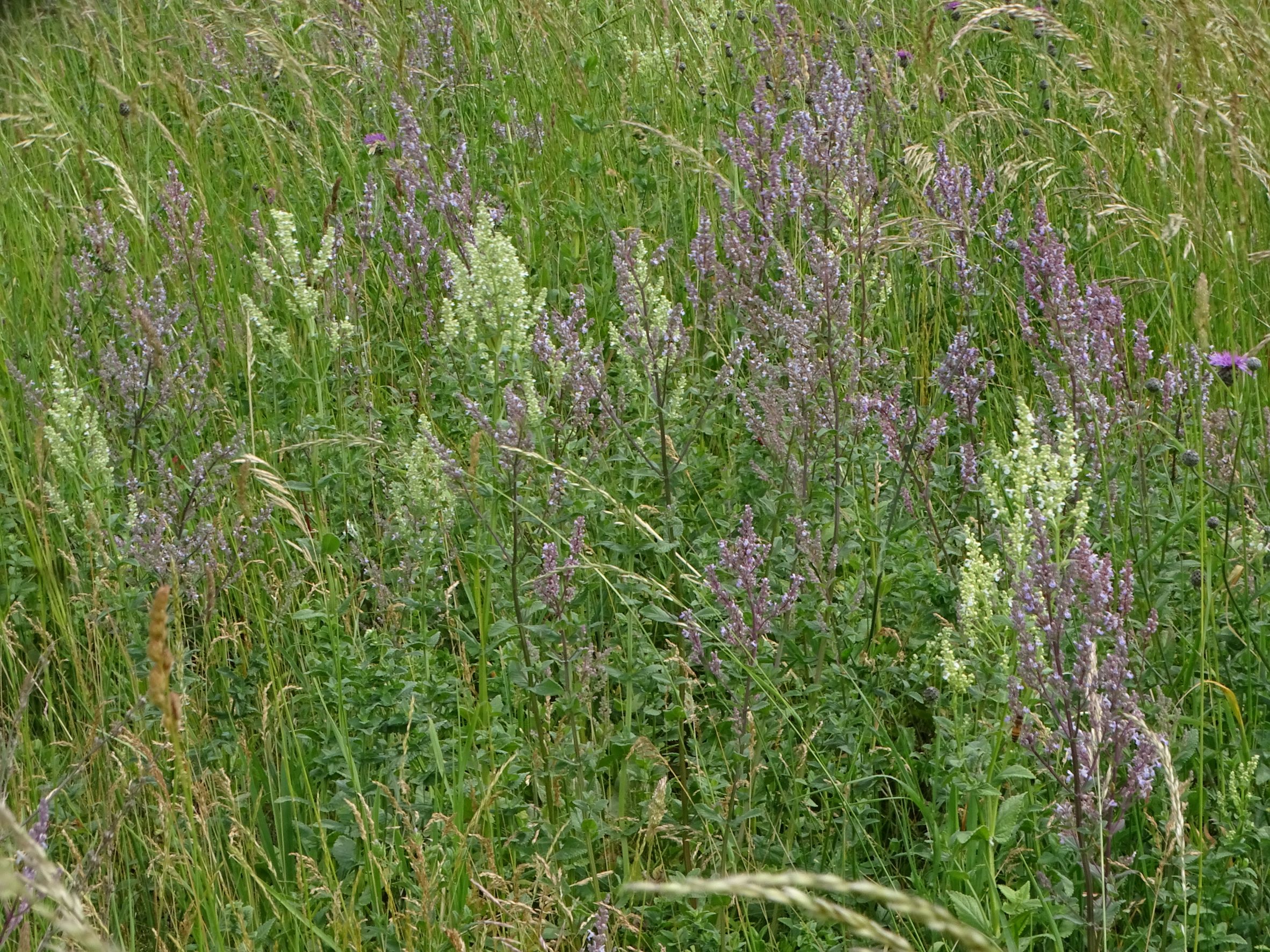 DSC08718 no-leithagebirge, nepeta nuda, 2022-06-01.JPG