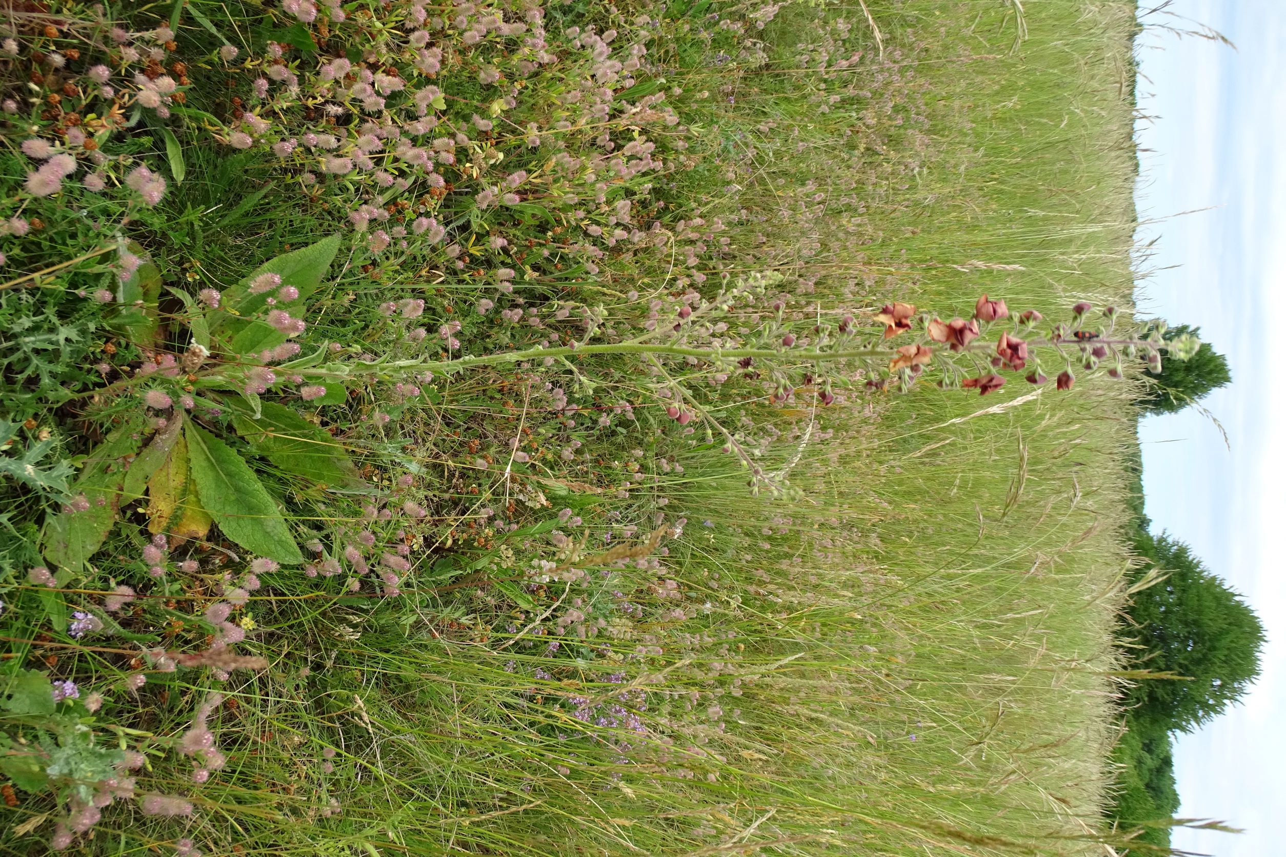 DSC08700 Verbascum phoeniceum x Verbascum speciosum, NO-Leithagebirge, 2022-06-01.JPG