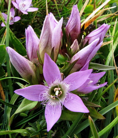 Gentiana germanica.jpg