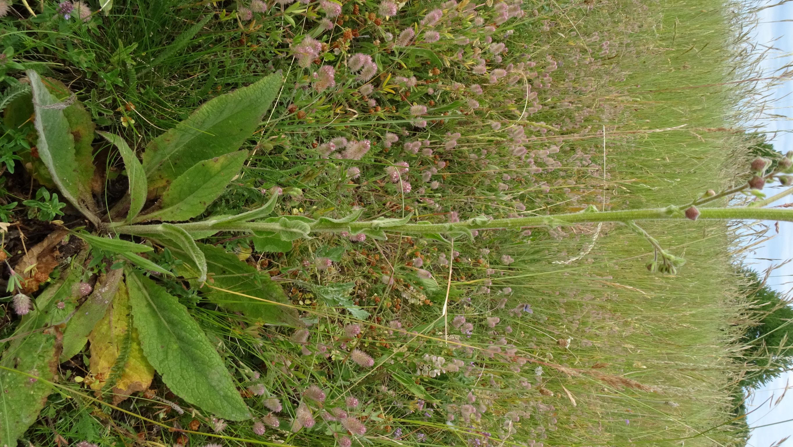 DSC08703 Verbascum phoeniceum x Verbascum speciosum, NO-Leithagebirge, 2022-06-01.JPG
