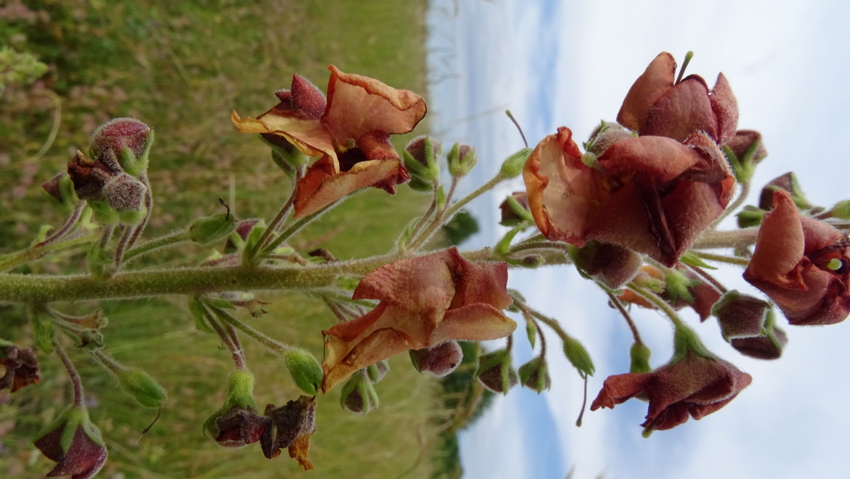 DSC08705 Verbascum phoeniceum x Verbascum speciosum, NO-Leithagebirge, 2022-06-01.JPG