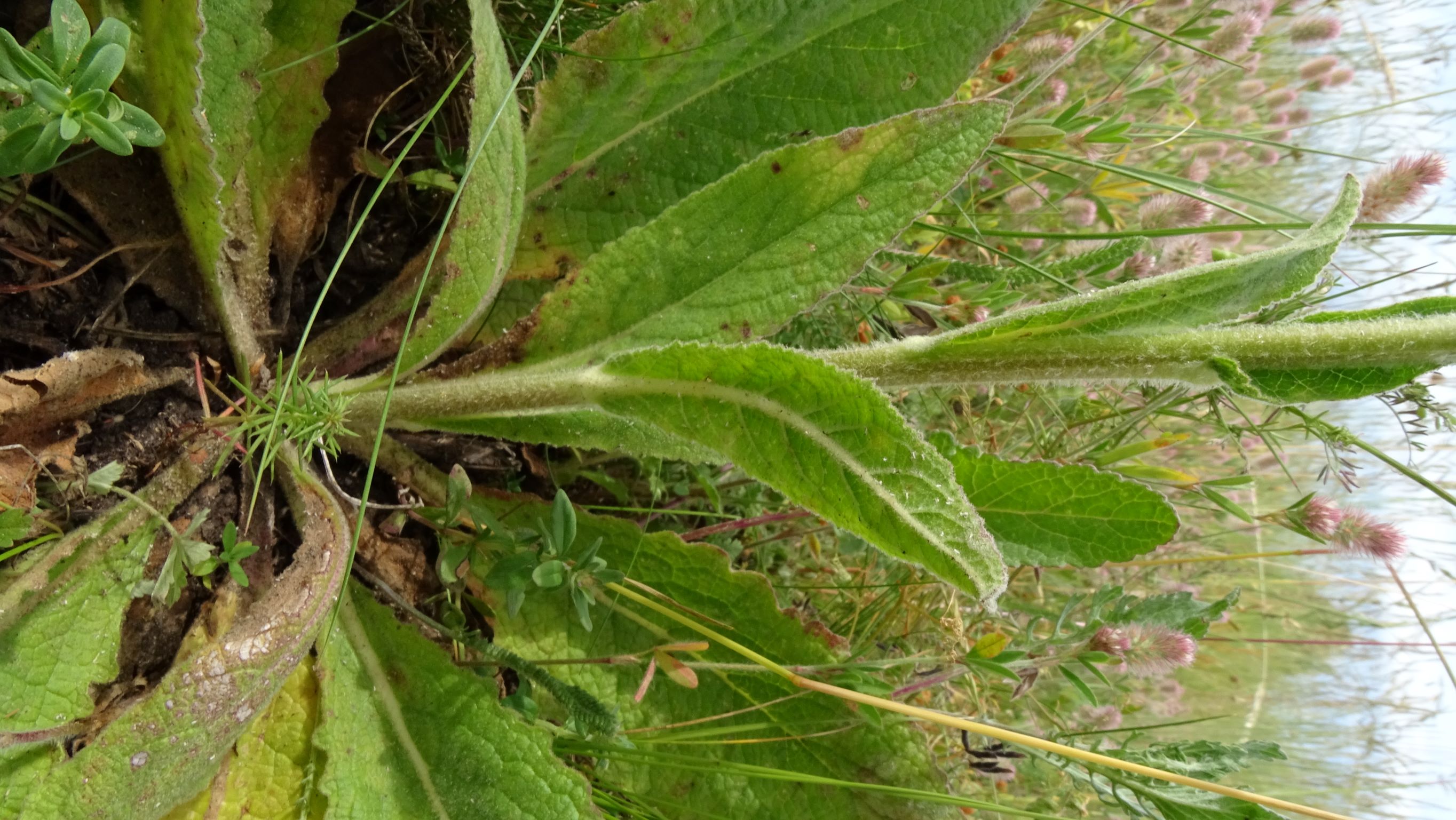 DSC08706 Verbascum phoeniceum x Verbascum speciosum, NO-Leithagebirge, 2022-06-01.JPG