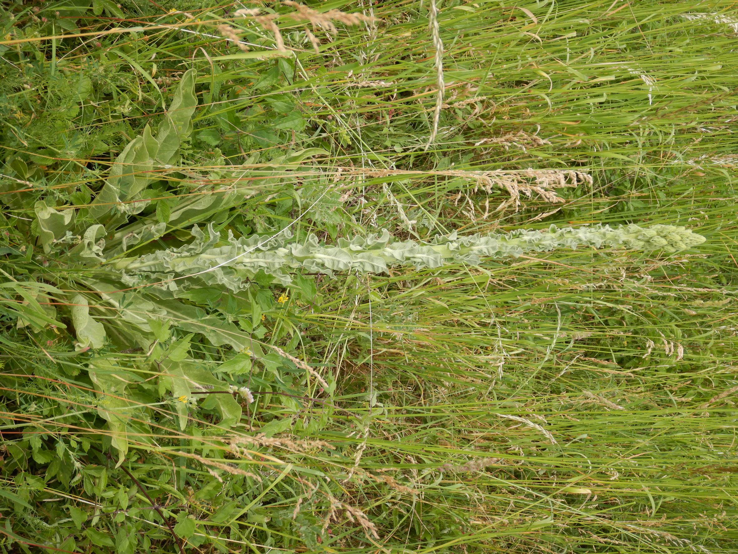 DSCN7183 Verbascum speciosum, NO-Leithagebirge, 2022-06-01.JPG
