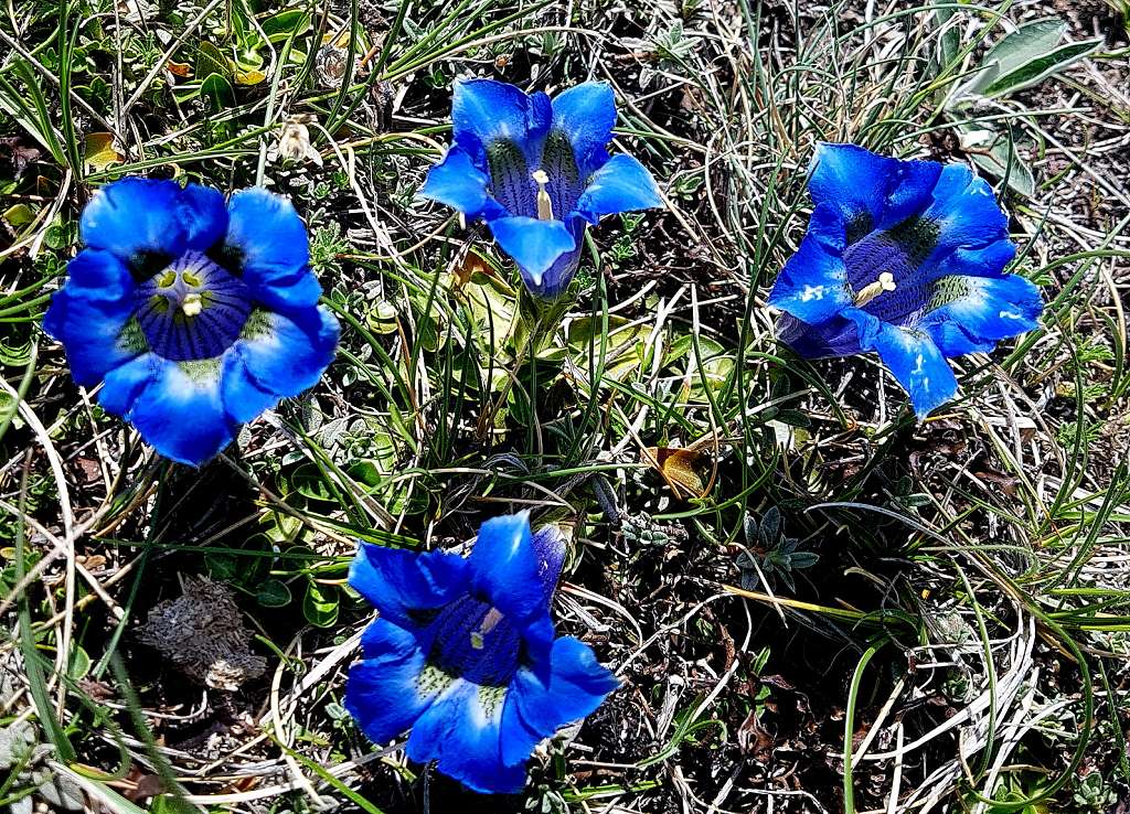 k-Gentiana dinarica.jpg