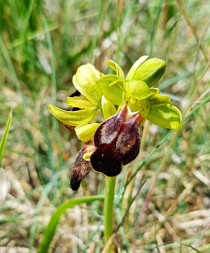 k-Ophrys lucana.jpg