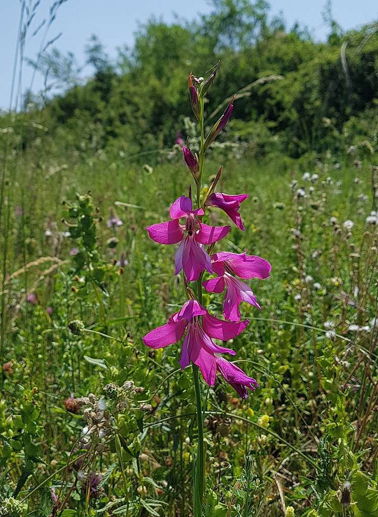 k-Gladiolus italicus.jpg