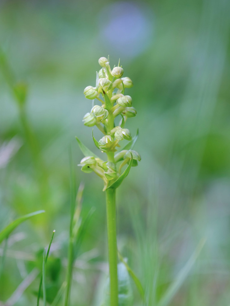 Coeloglossum viride.jpg