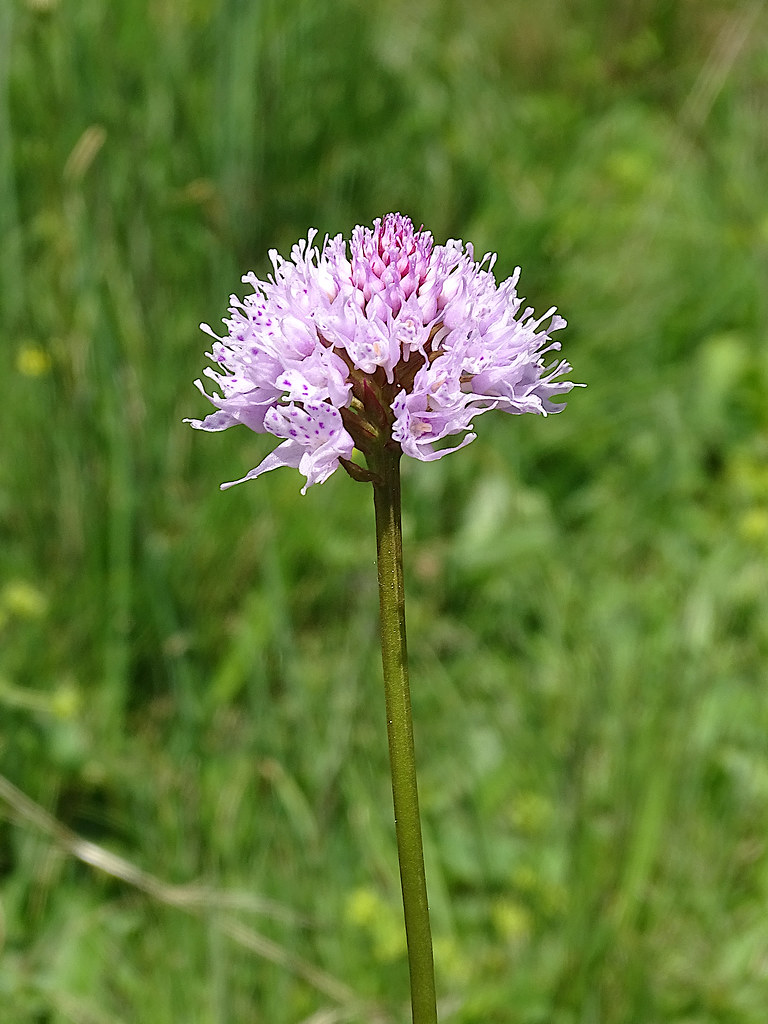 Traunsteinera globosa.jpg