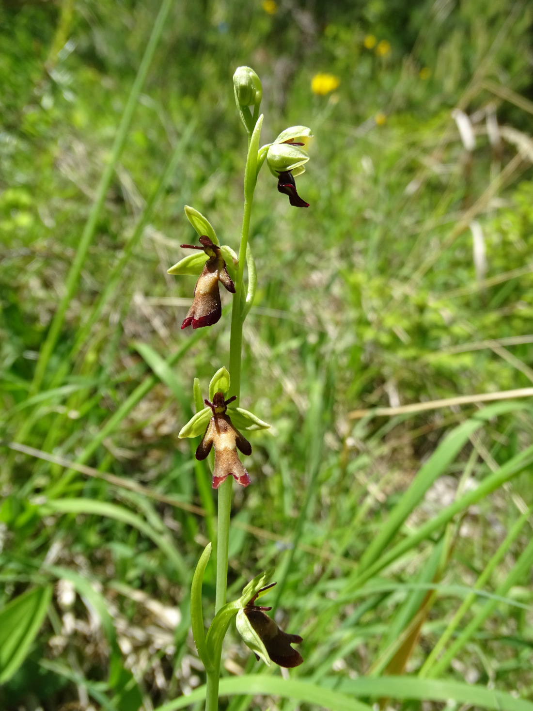 Ophrys insectifera_plesch.jpg